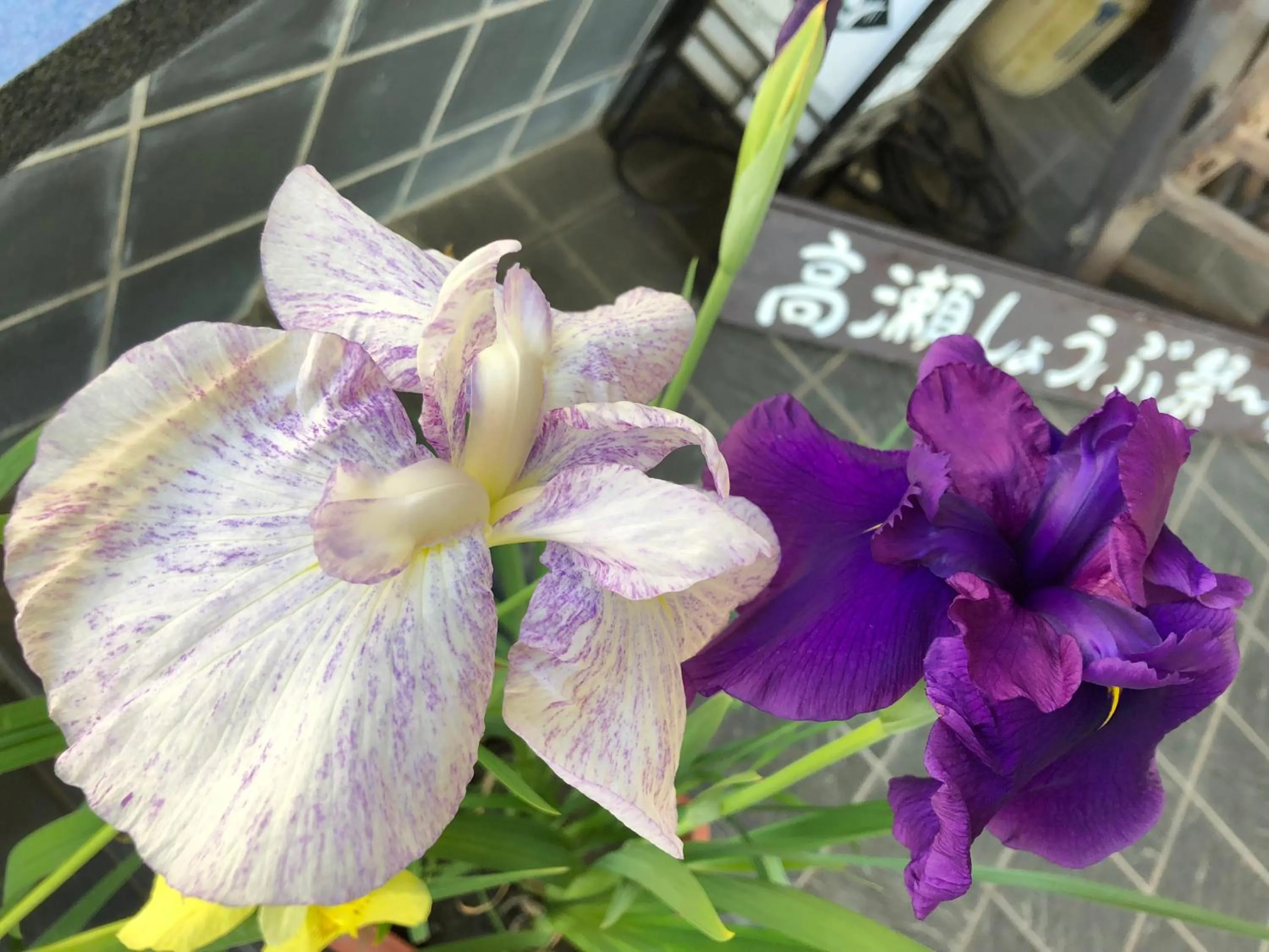 Summer in Satsuki Bessou