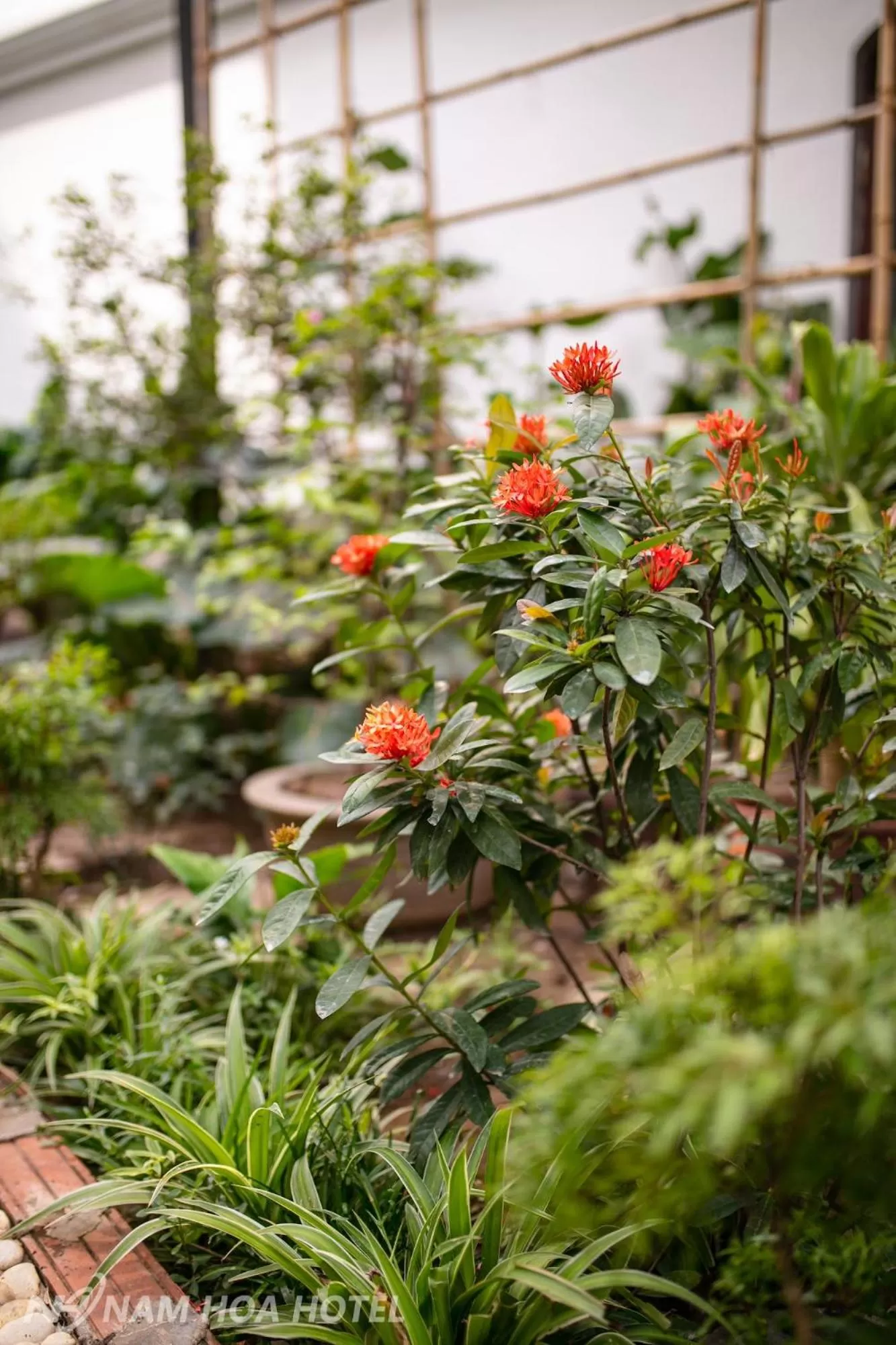Garden in Nam Hoa Hotel