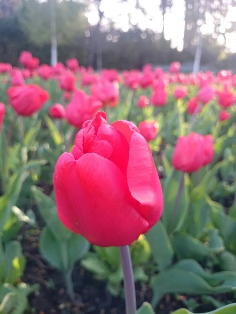 Spring in Queens Park Motels