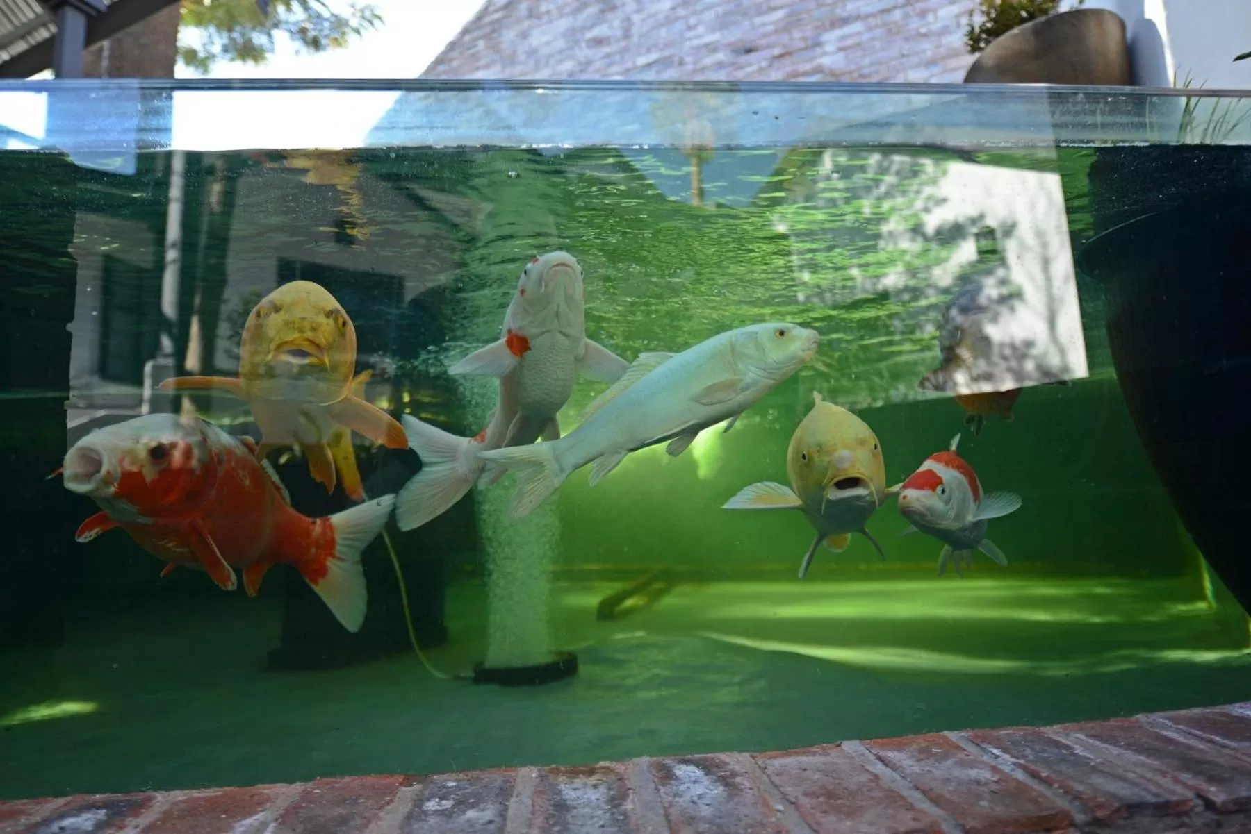 Garden in Milner House Kimberley