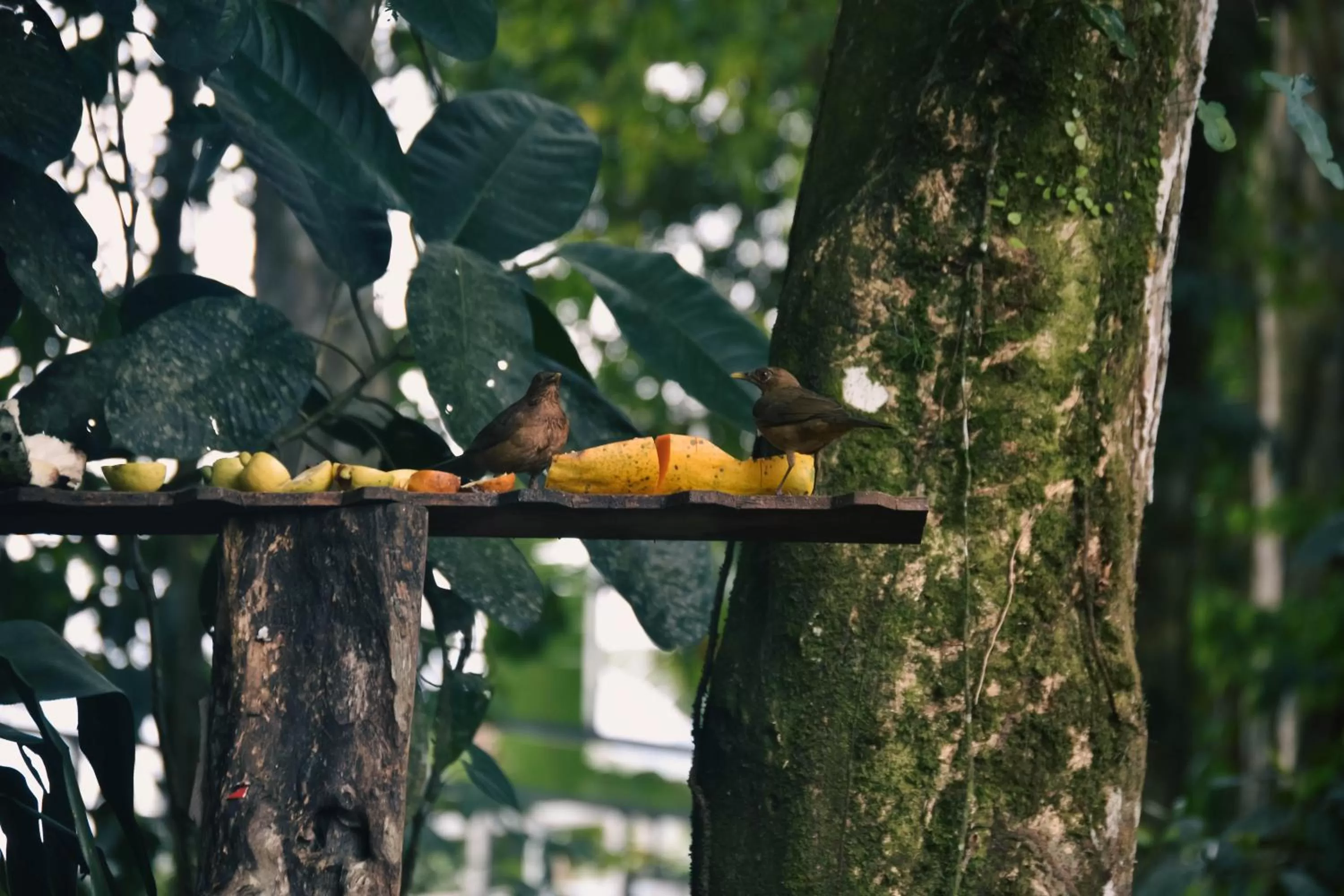 Animals, Other Animals in Arenal Descanso