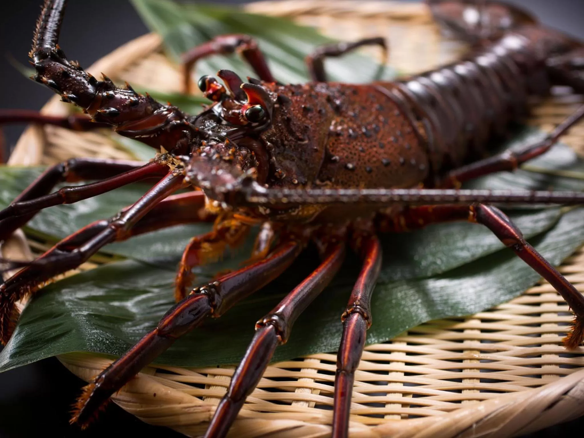 Restaurant/places to eat in Saka Hotel Kyoto