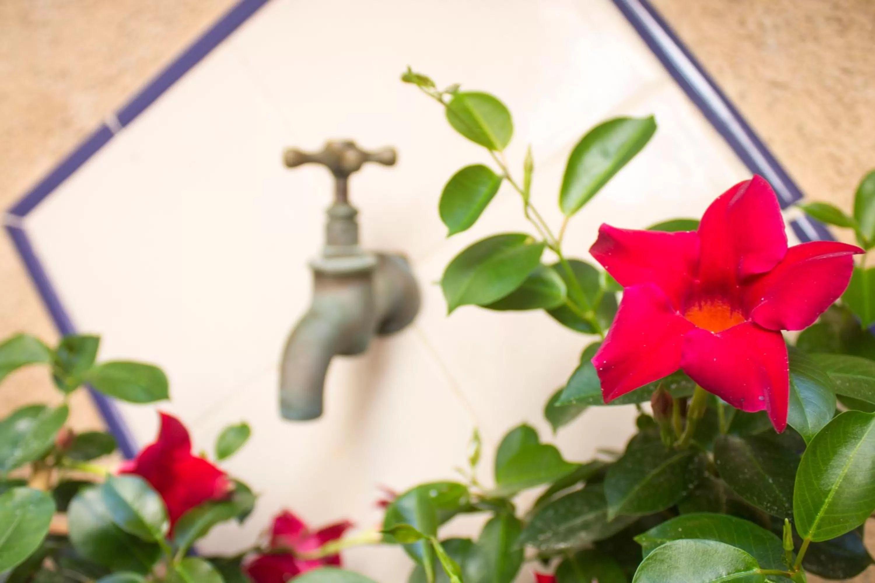 Garden in "Son Cleda" House Boutique, adults only