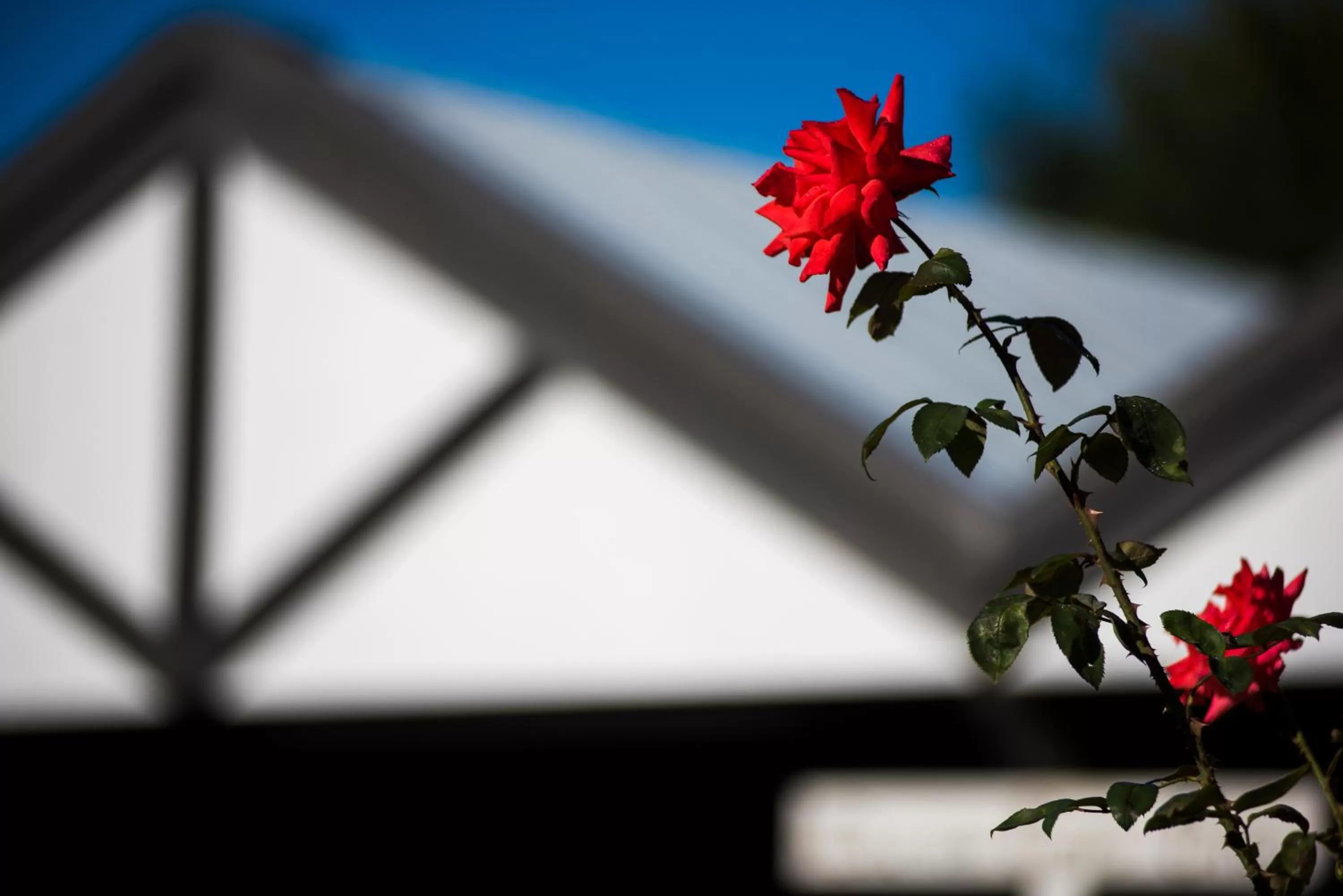 Garden in Tudor Park Motel Spacious with kitchens 1 minute walk to restaurant and shopping centre and Gisborne Hospital