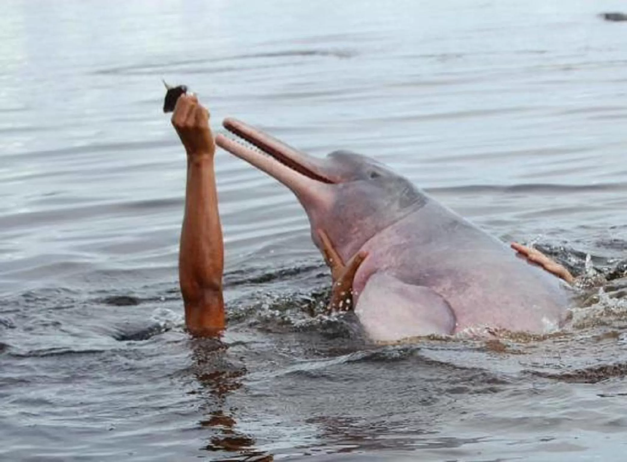 Other, Other Animals in Uiara Amazon Resort