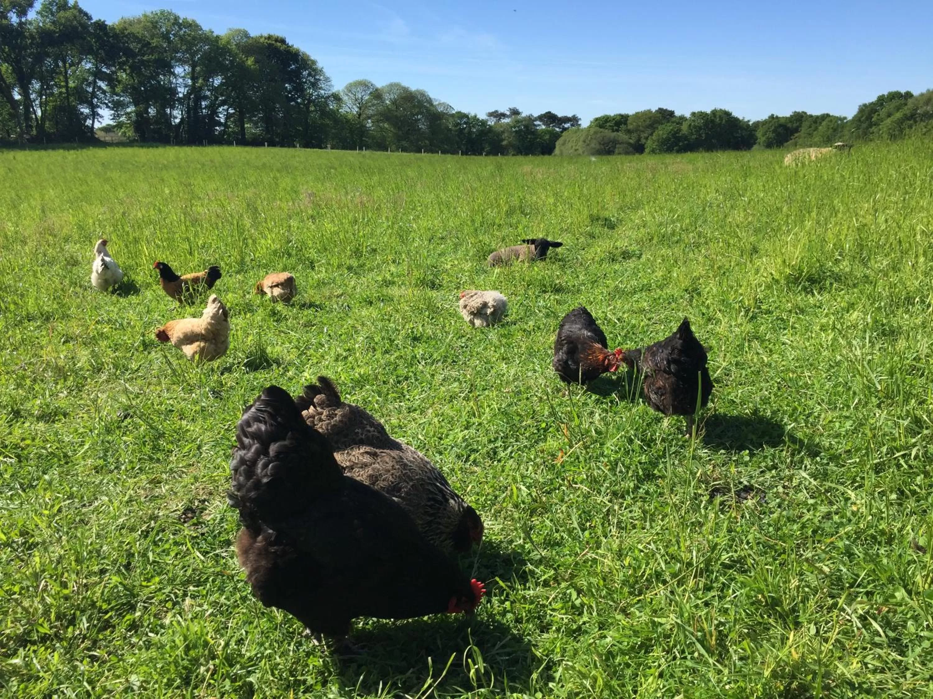 Animals in Le Clos du Gusquel