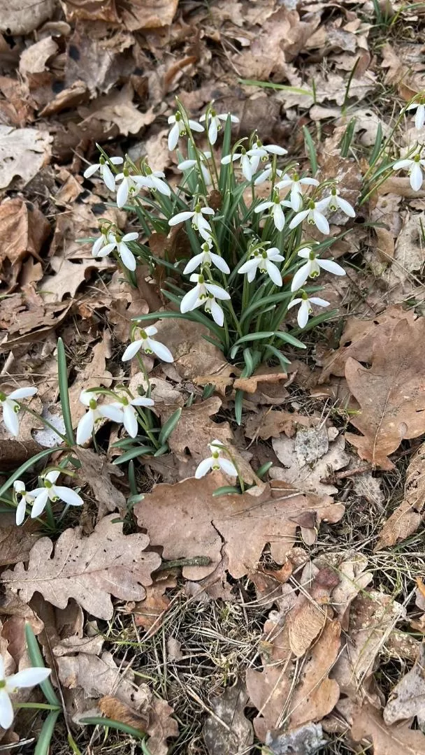 Leśna Residence & SPA