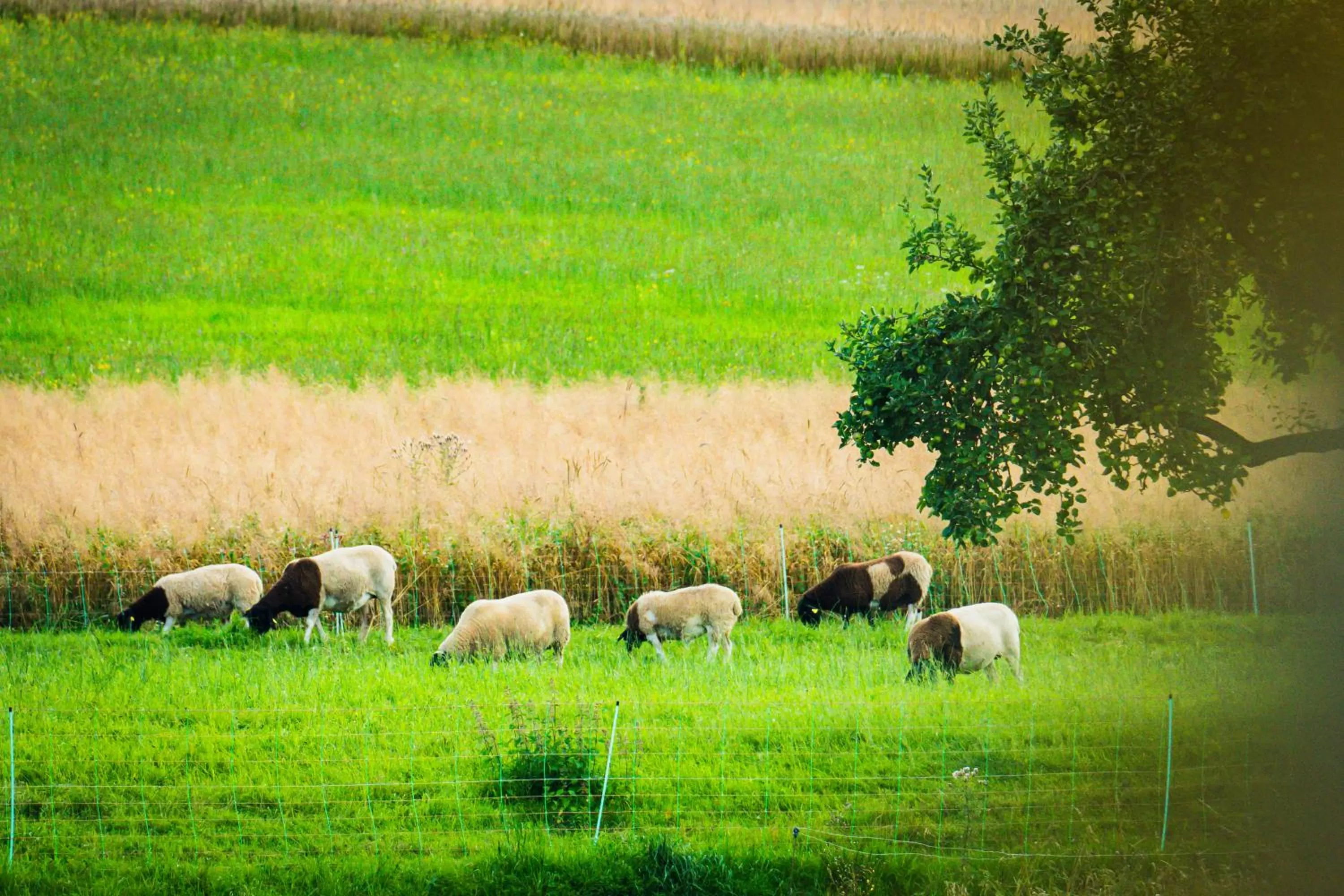 Animals, Other Animals in Familienhotel "Rhön Feeling"