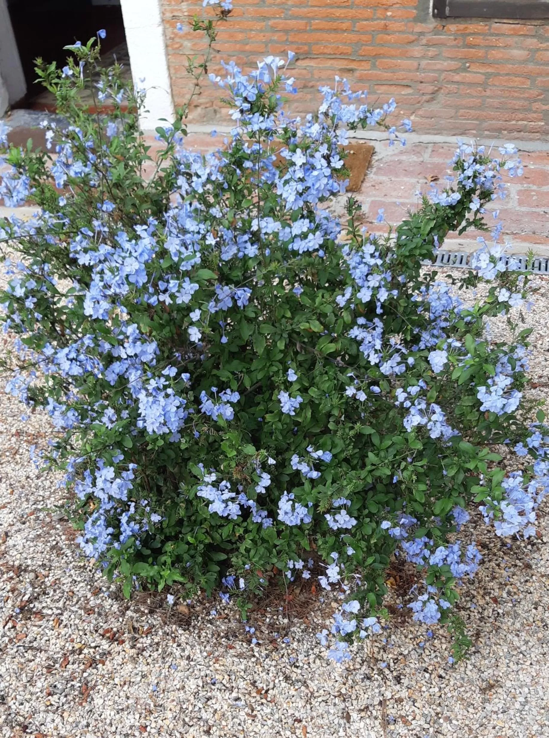 Spring in Mas Palegry Suite aux oiseaux