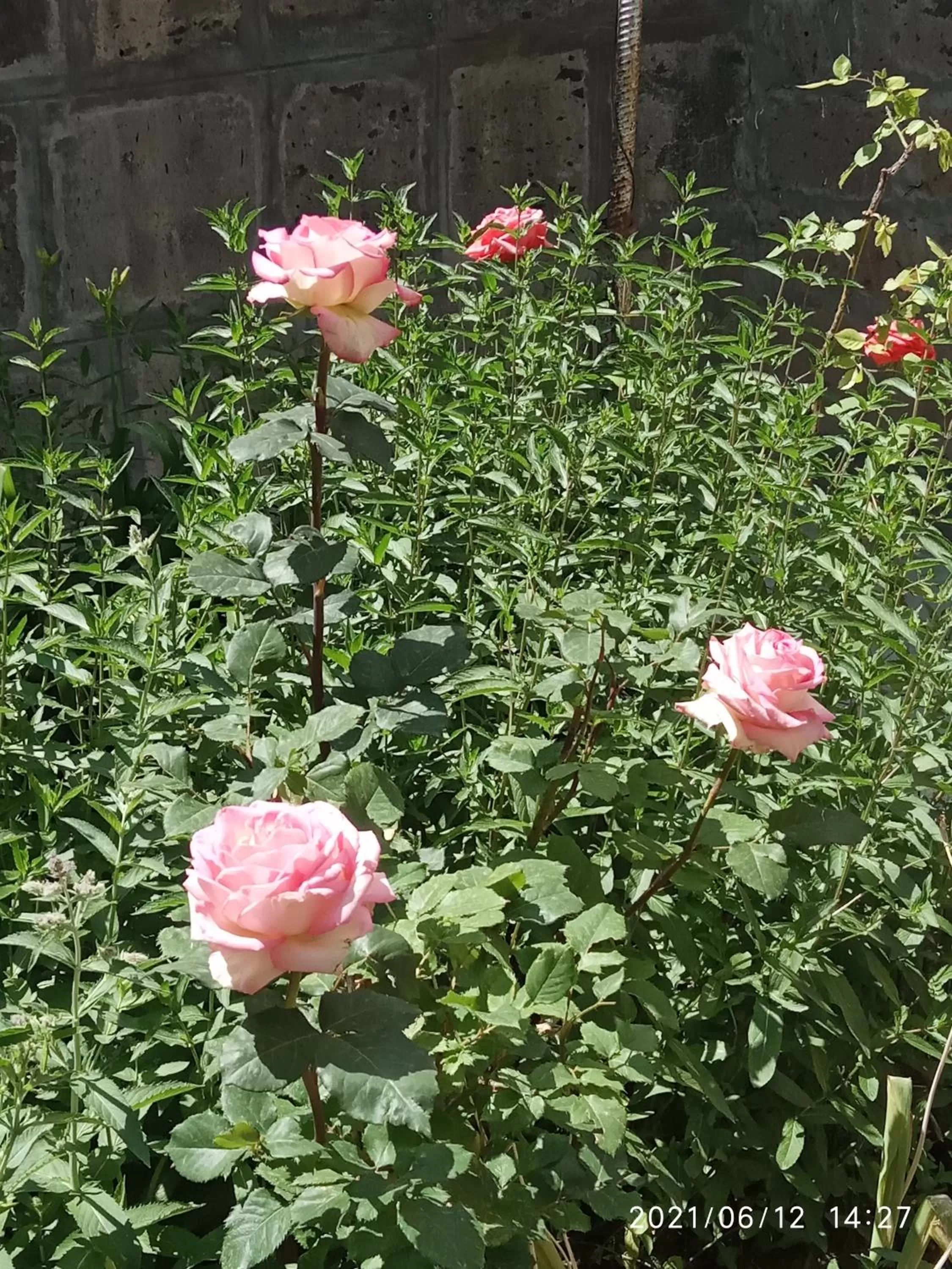 Garden in Guest House David's B&B