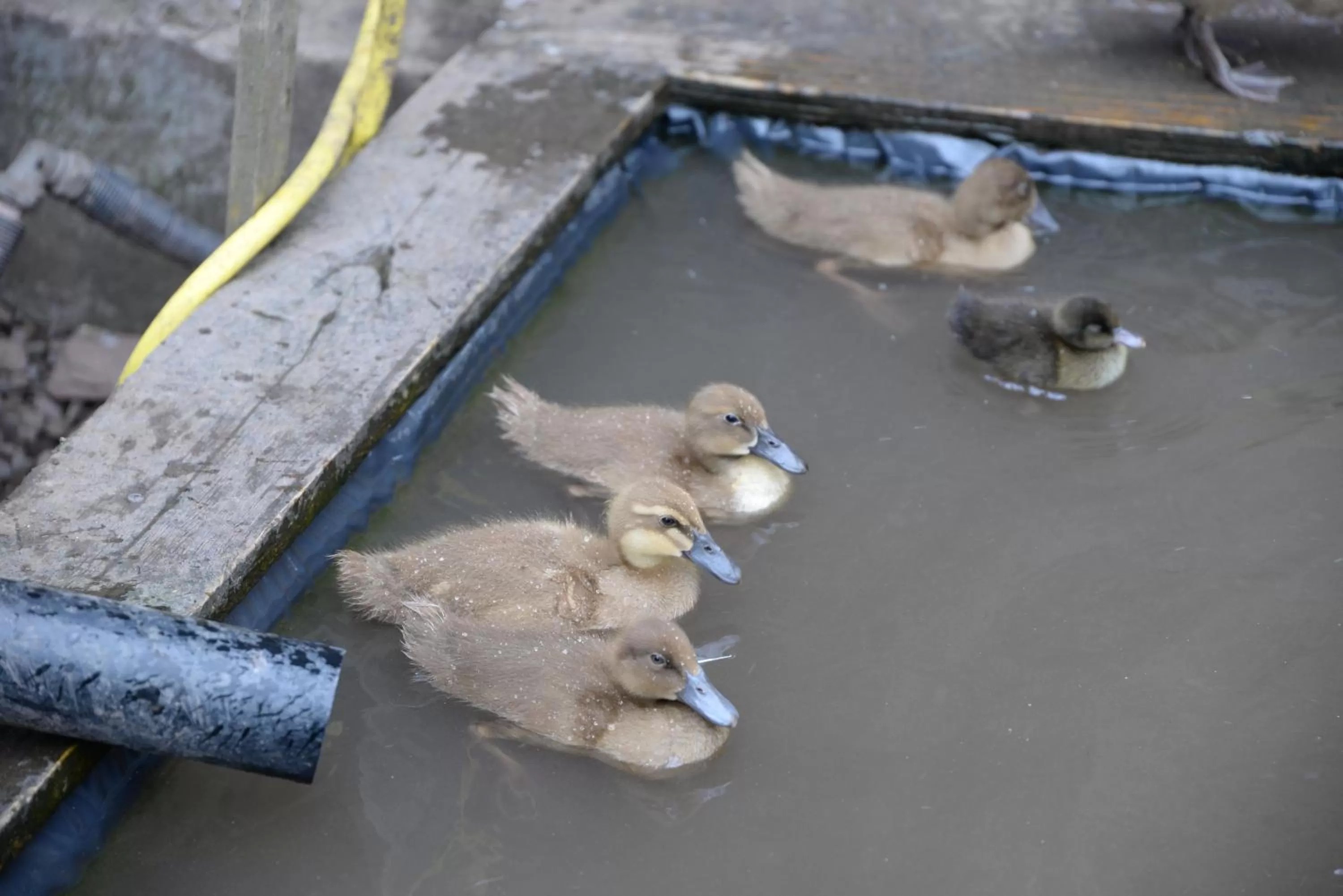 Animals in Gabriel House Guesthouse