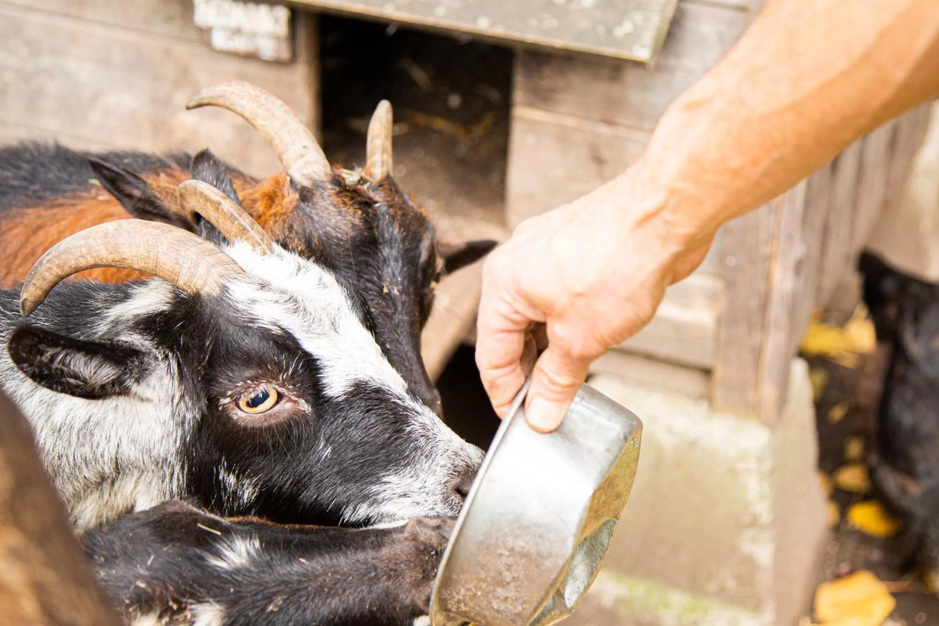 Pets in Herberg de Appelgaard