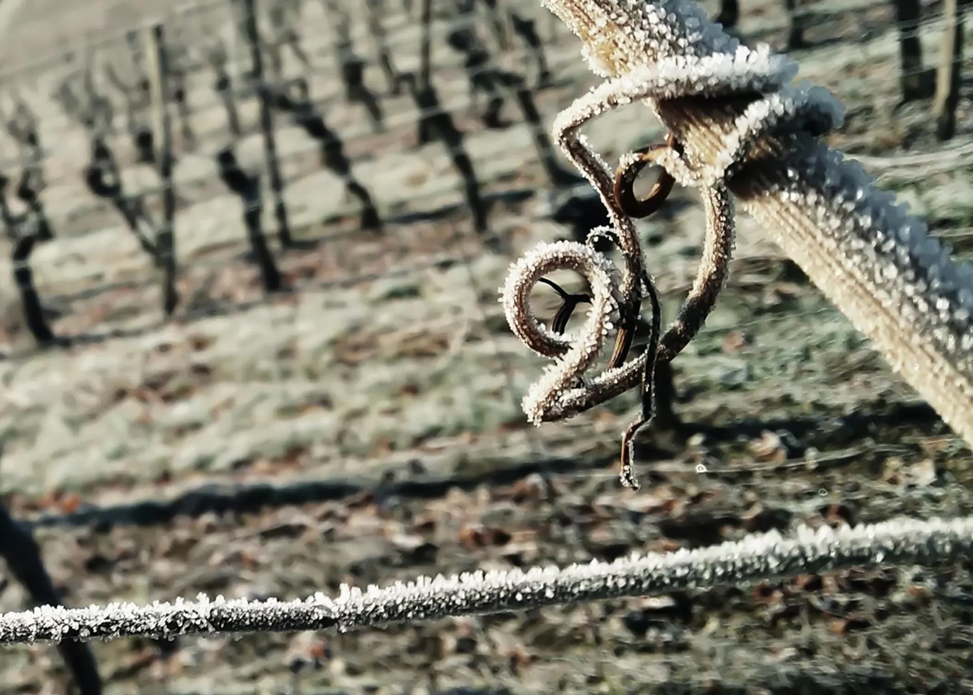 Neighbourhood in Brunnenhof Randersacker - das kleine Hotel