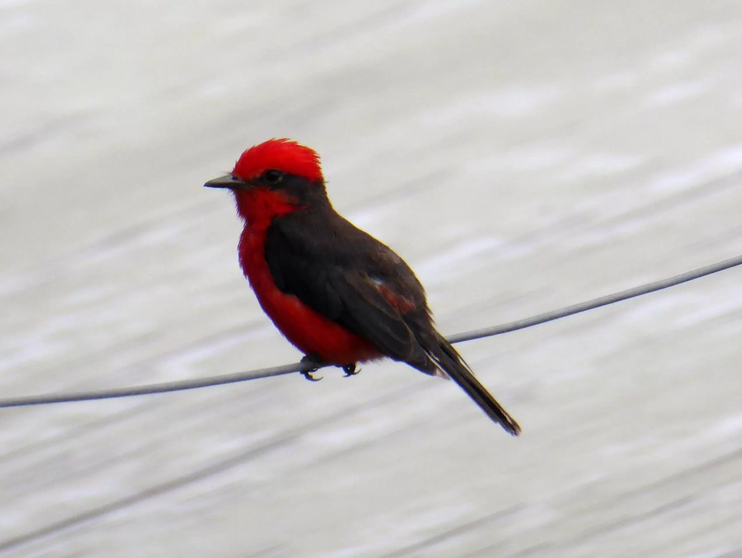 Animals, Other Animals in Finca El Cielo