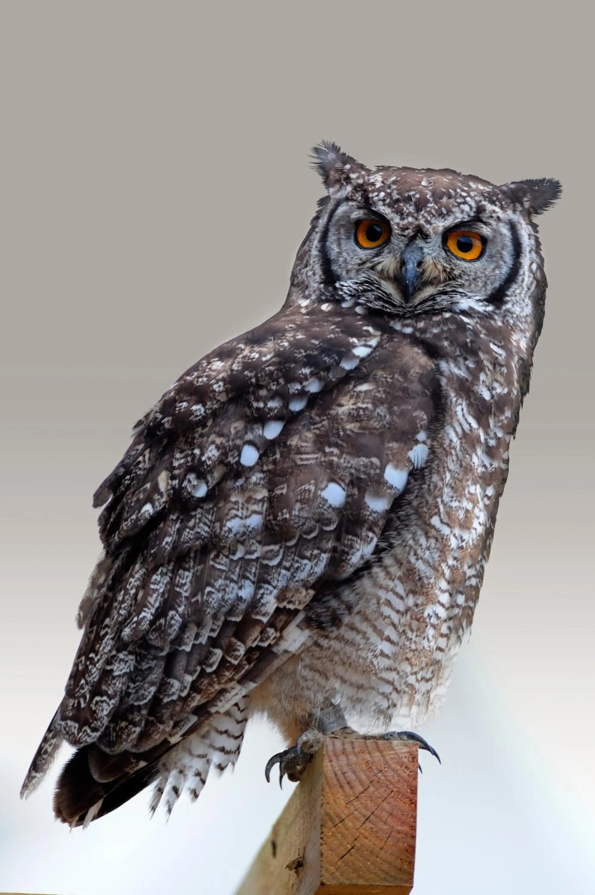 Animals in Sanbona Wildlife Reserve