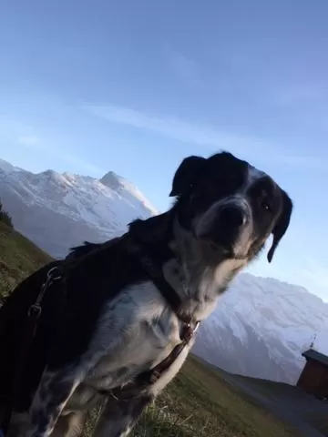 Animals in Hotel Engelberg "mein Trail Hotel"