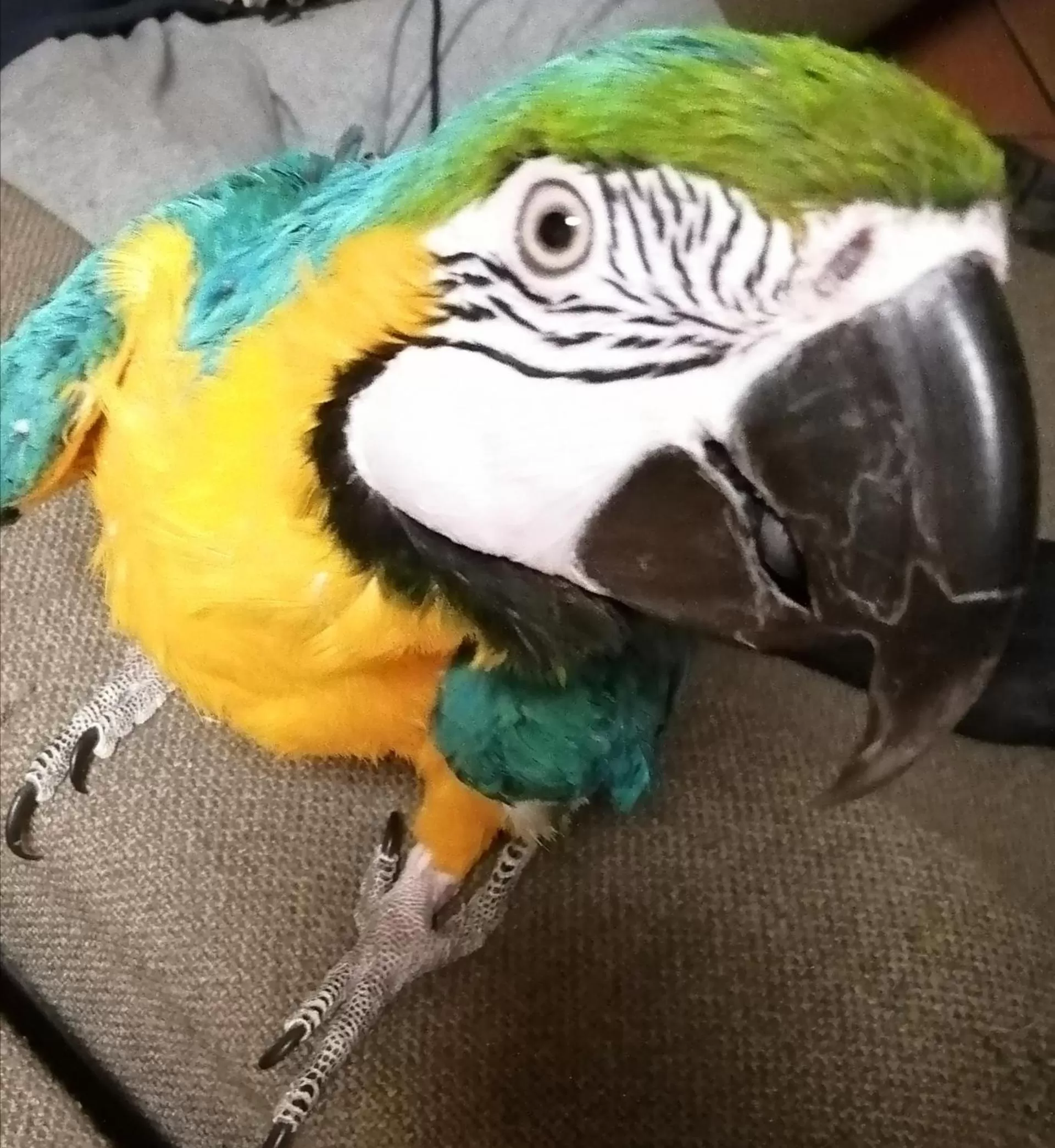 Animals in B&B Villa Anita