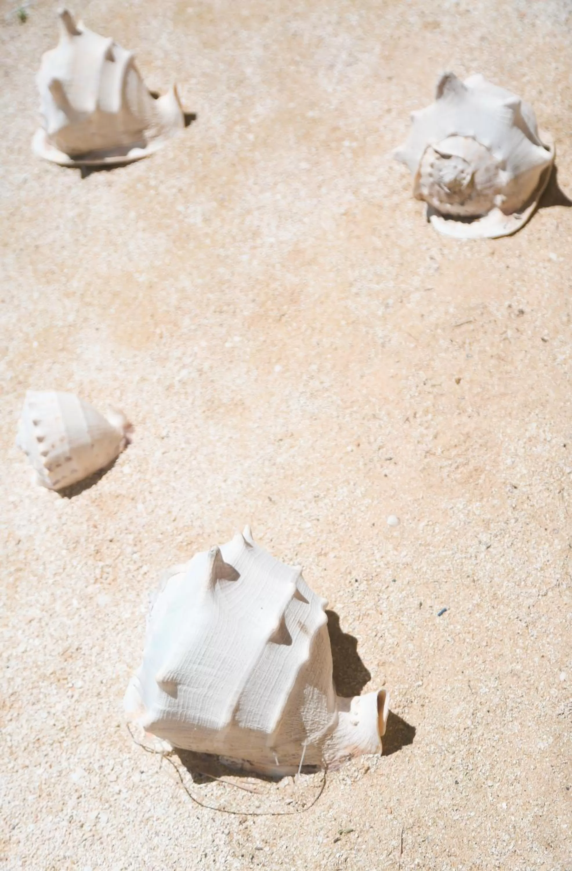 Day in Bassa nova villa