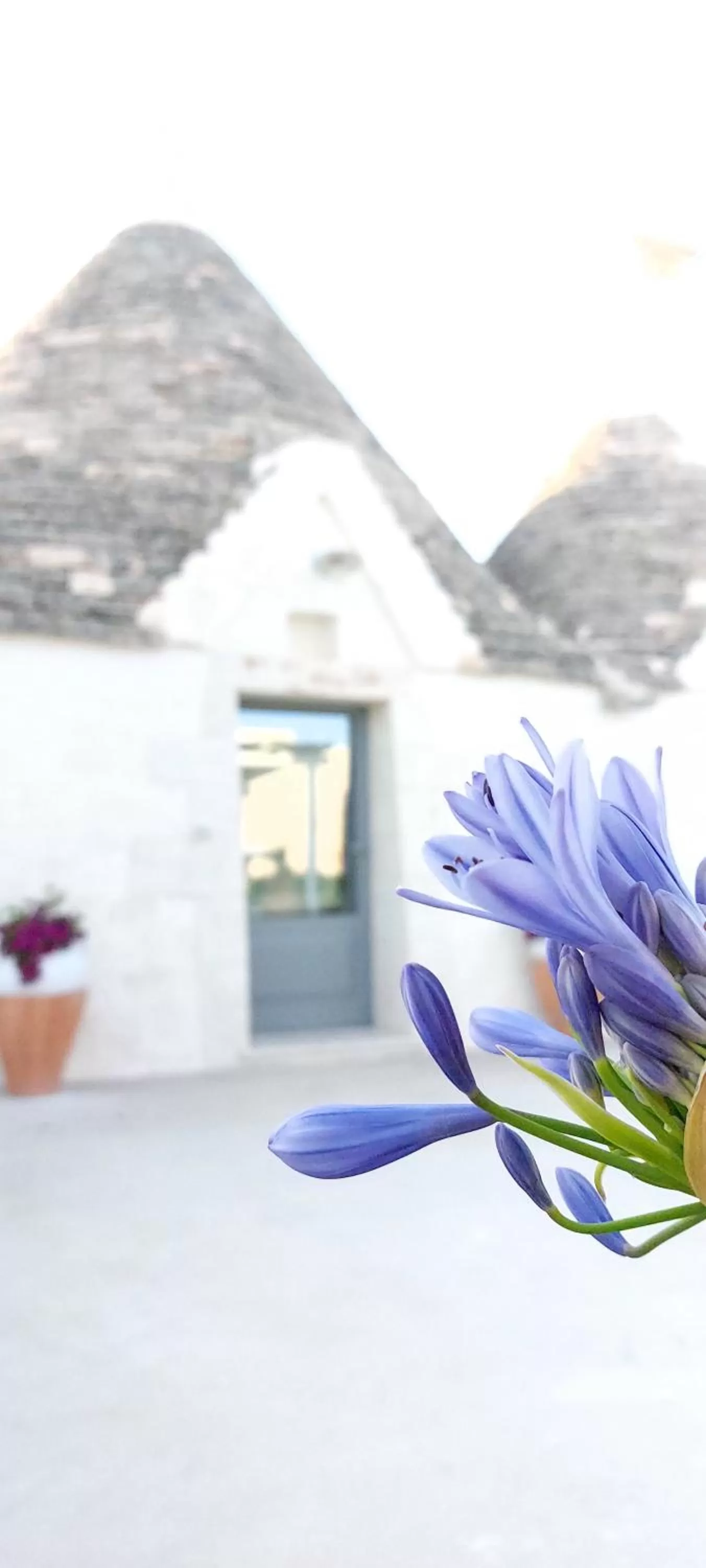 Trullo La chicca della valle