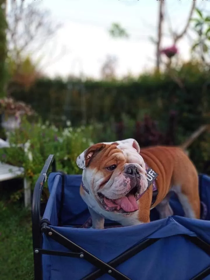 Baan JaoKorKluay บ้านเจ้ากอกล้วย