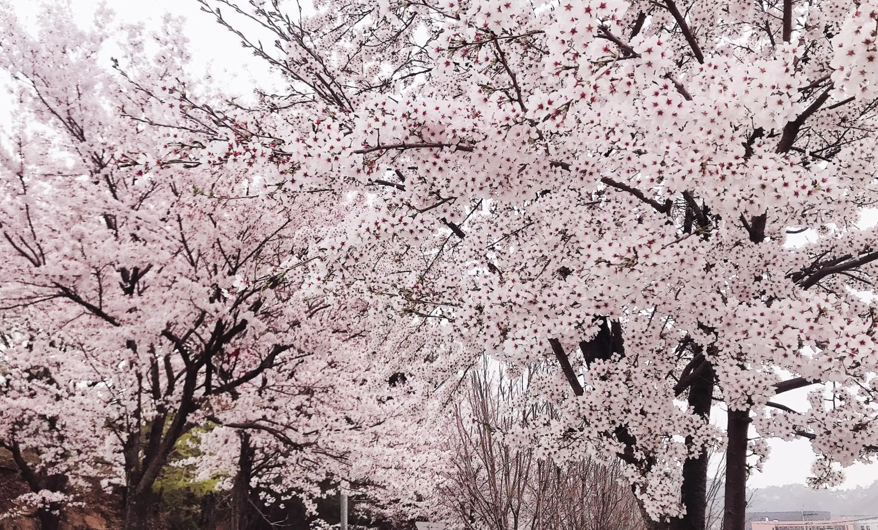 Spring in Asia Lakeside Hotel