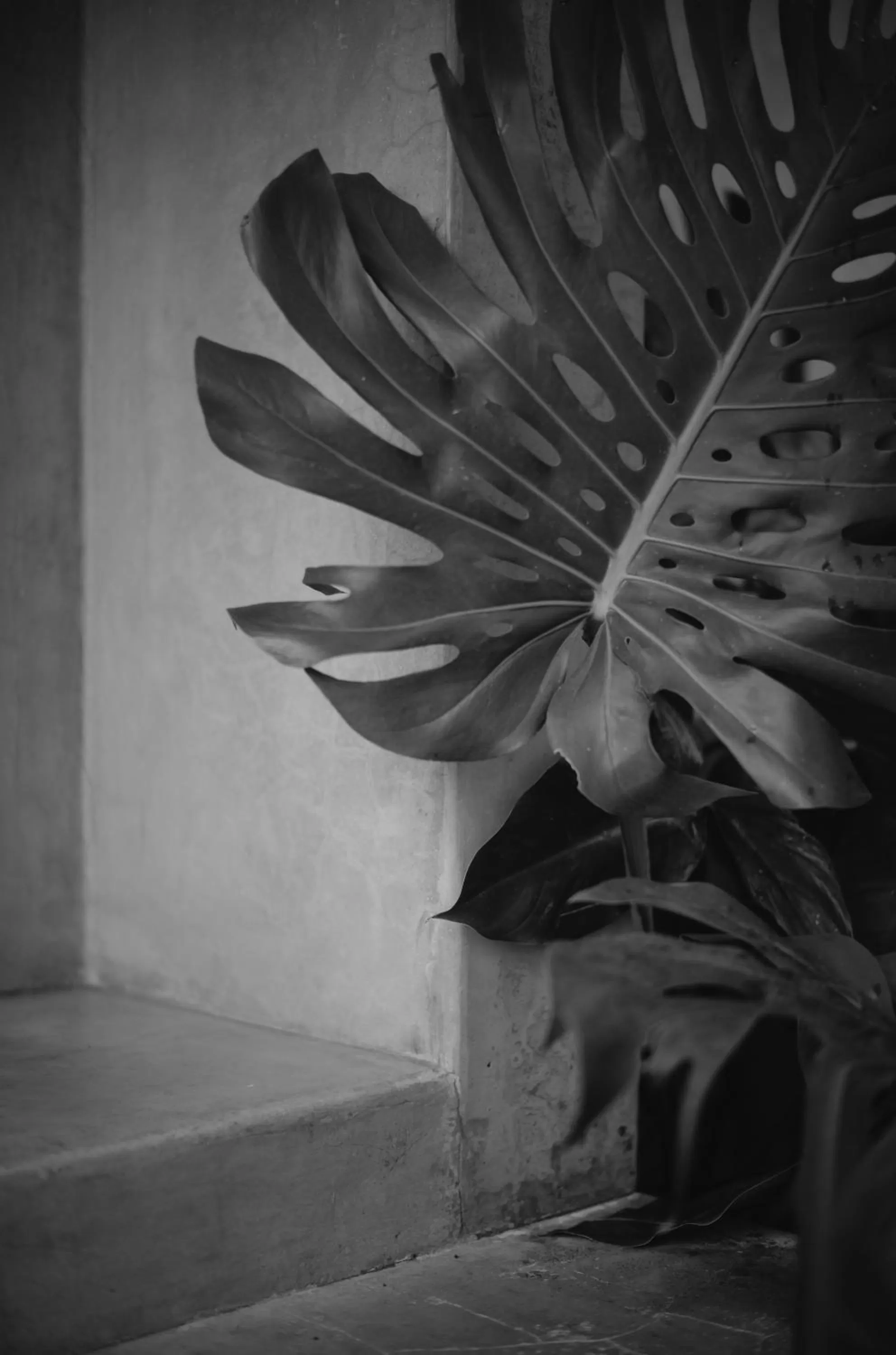 Garden in Anzan Atitlan