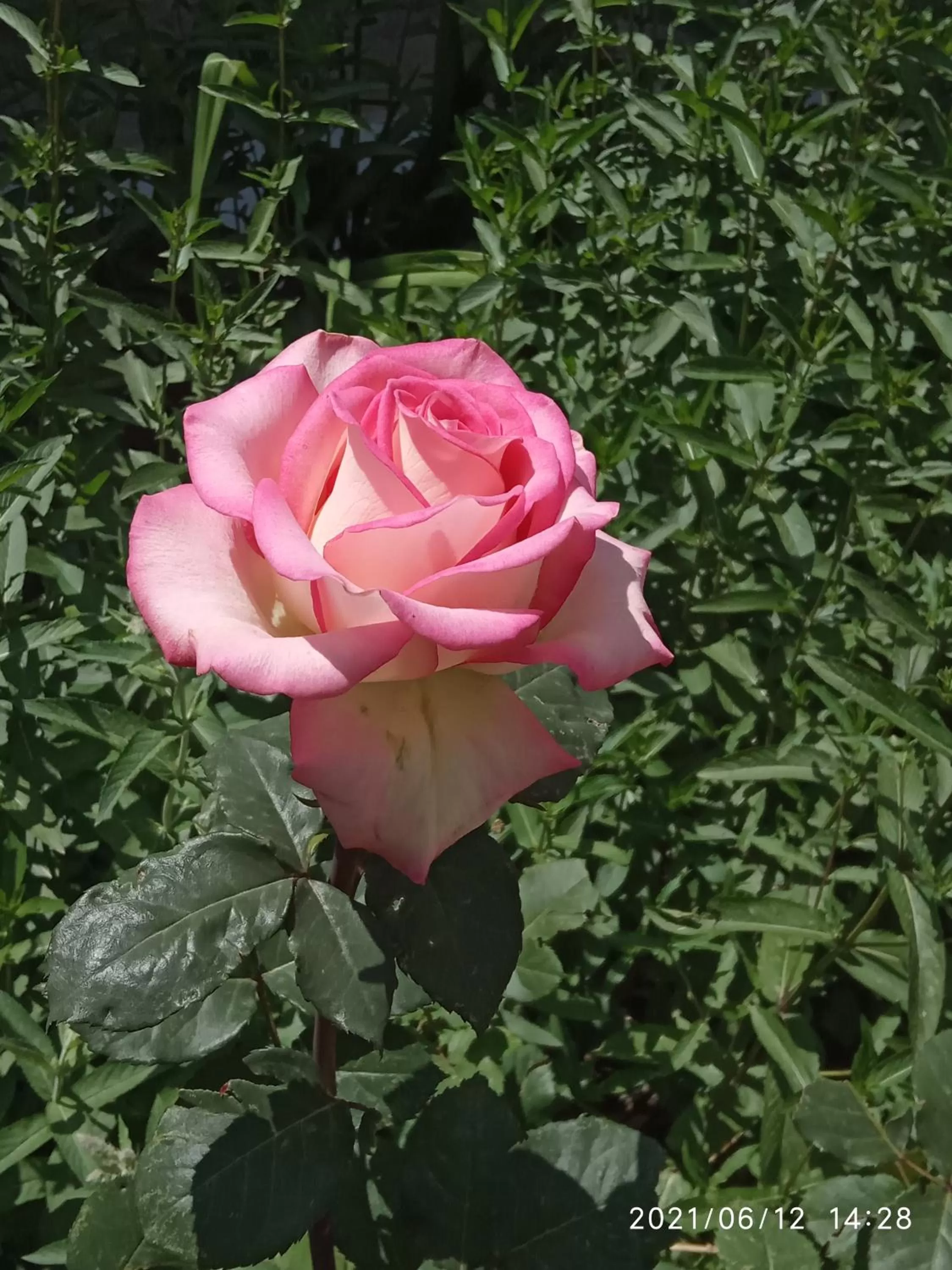 Garden in Guest House David's B&B