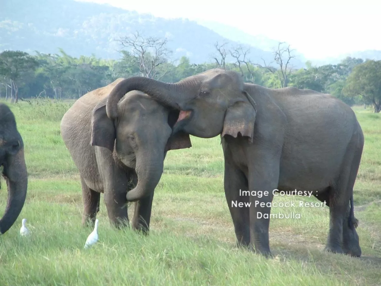 Off site, Other Animals in New Peacock Resort