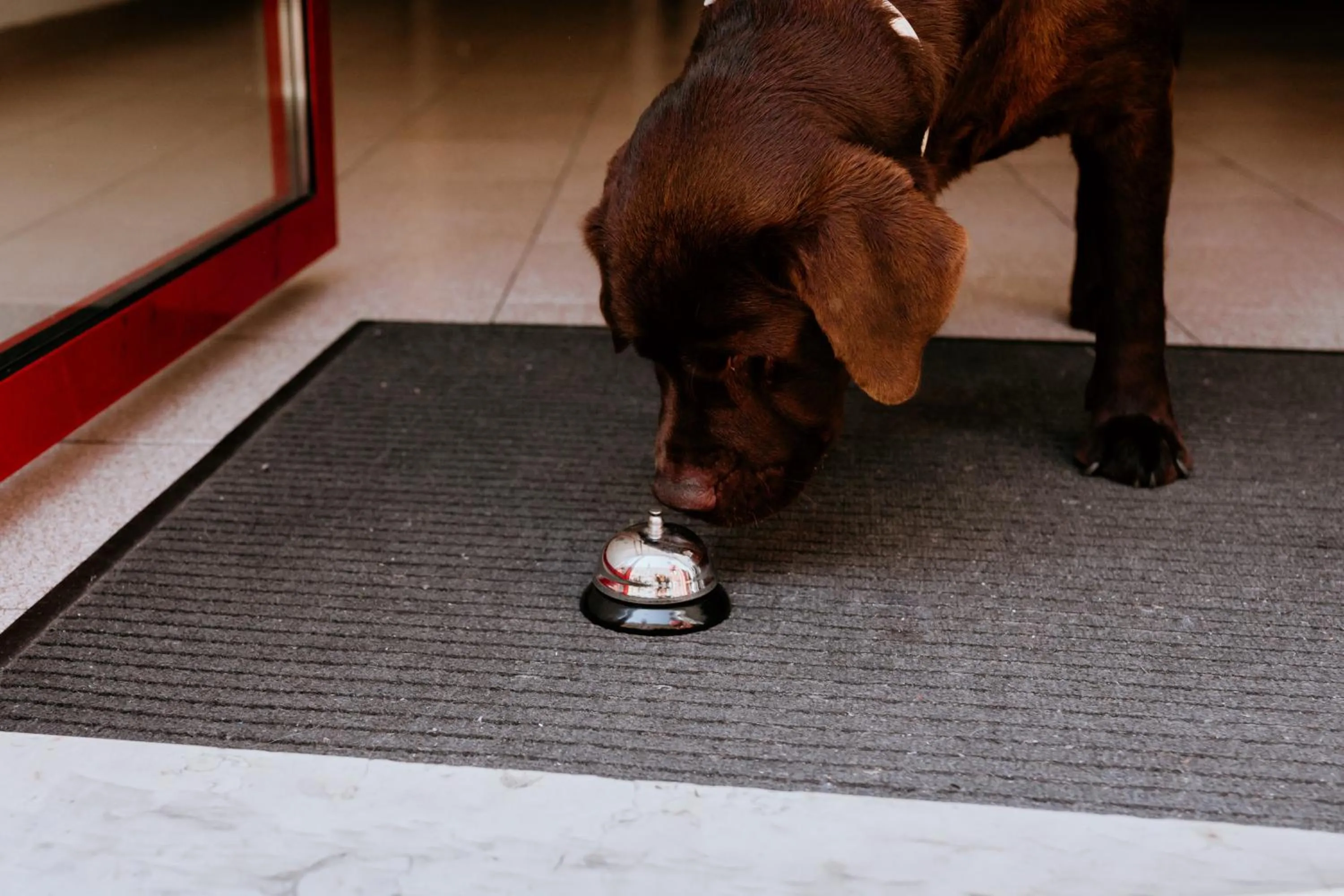 Pets in Hotel Venezia