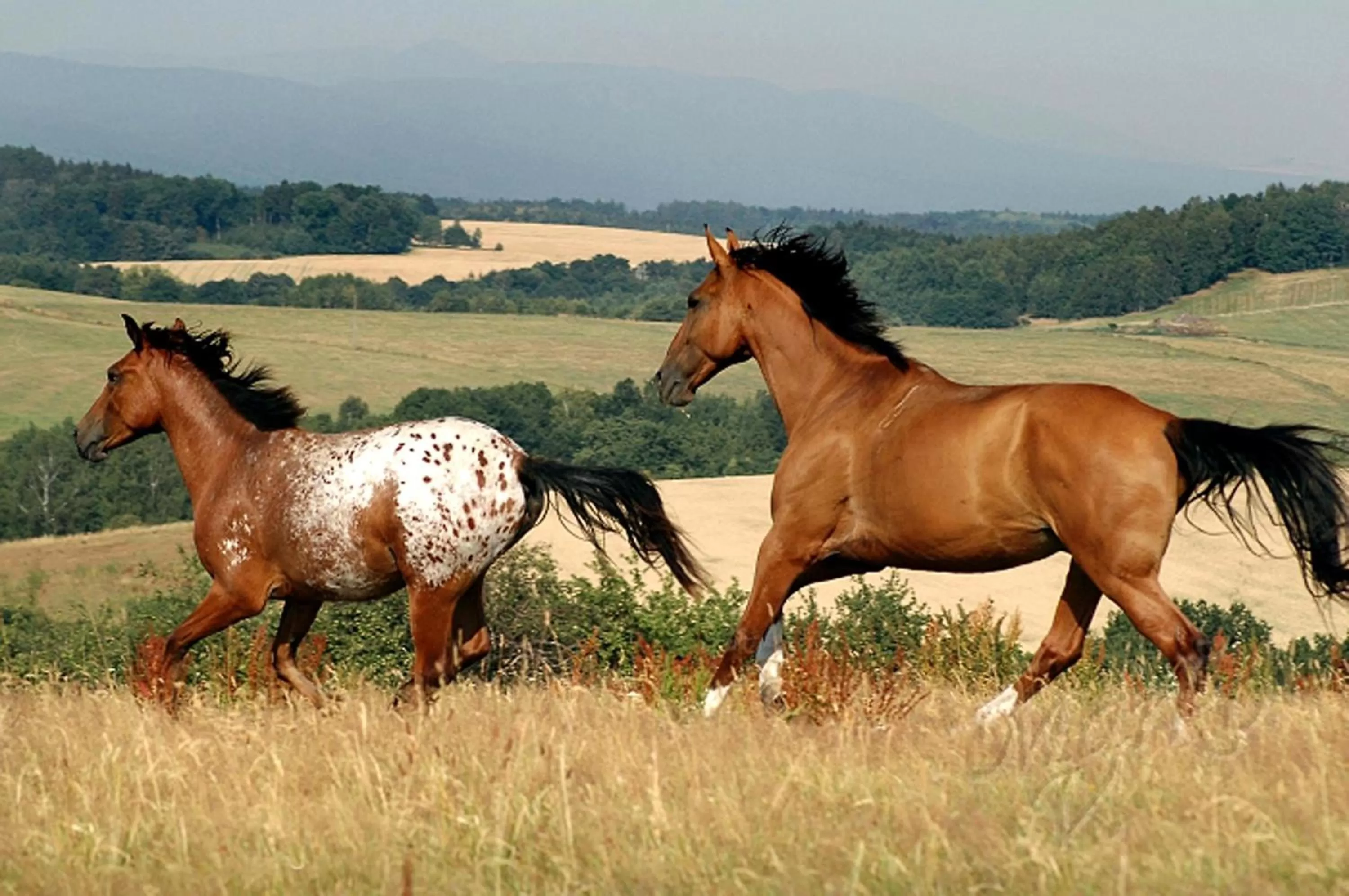 Horse-riding in Hotel Farma Vysoká
