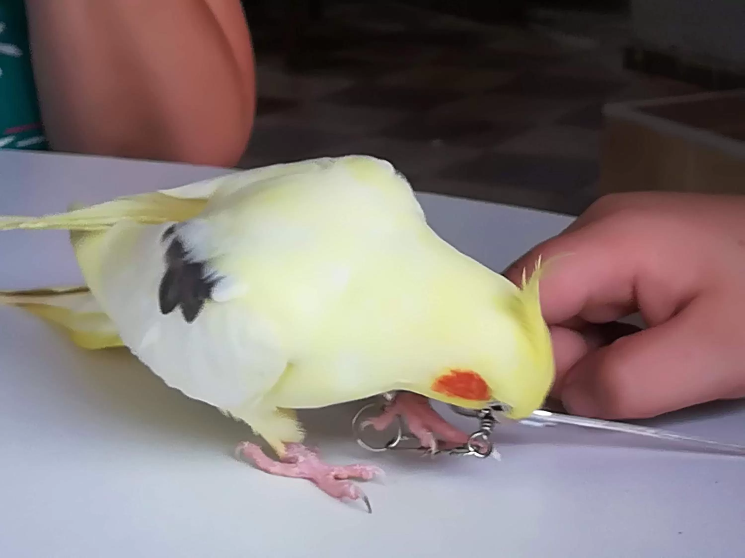 Etno selo Vile Jefimija, selo Preobrazenje, Vranje