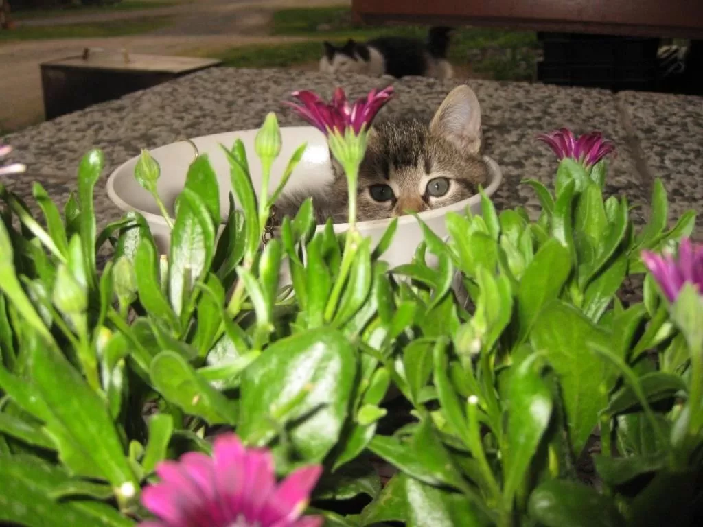 Other Animals in Tuukkalan Tila B&B