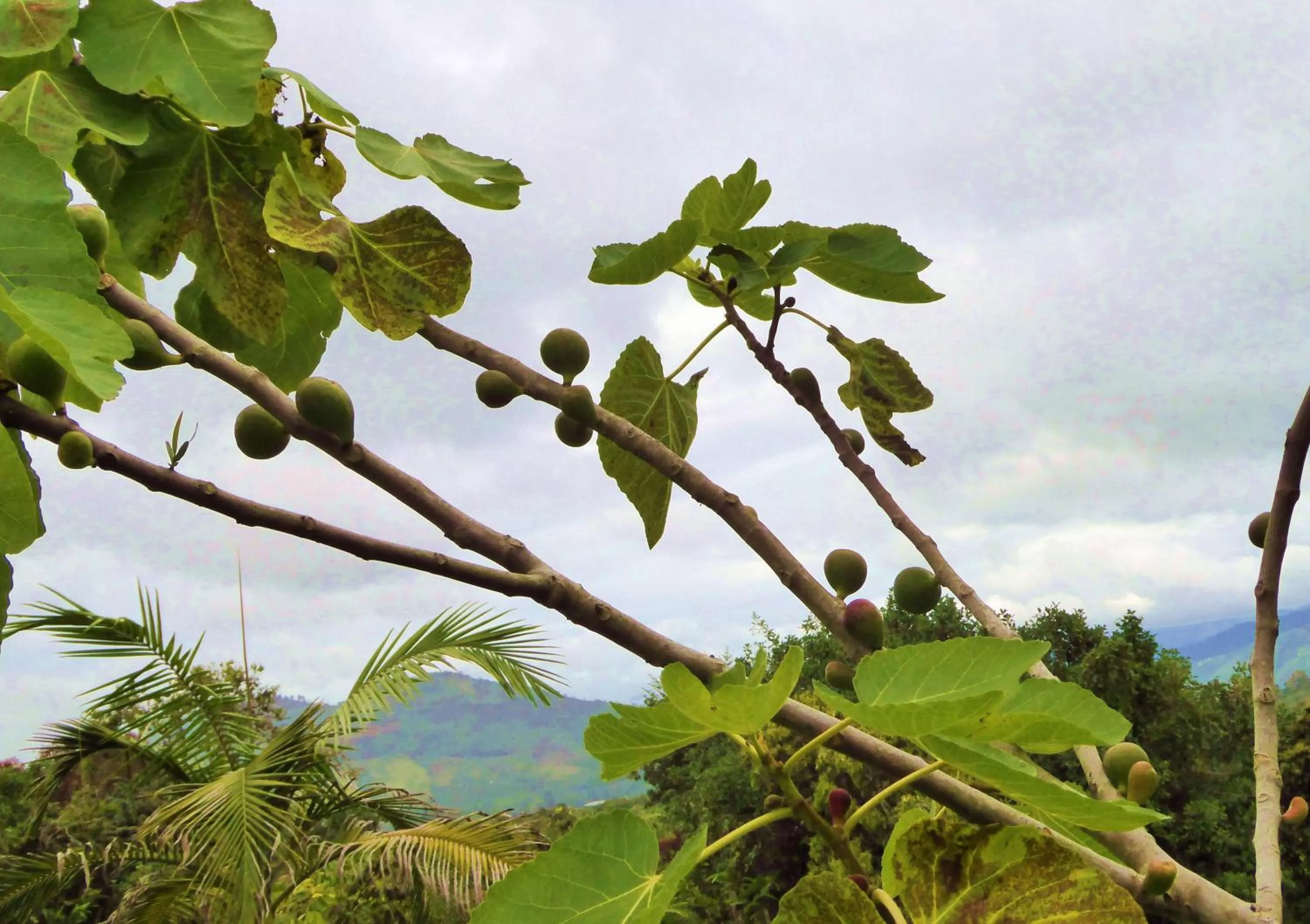 Garden, Natural Landscape in Finca El Cielo