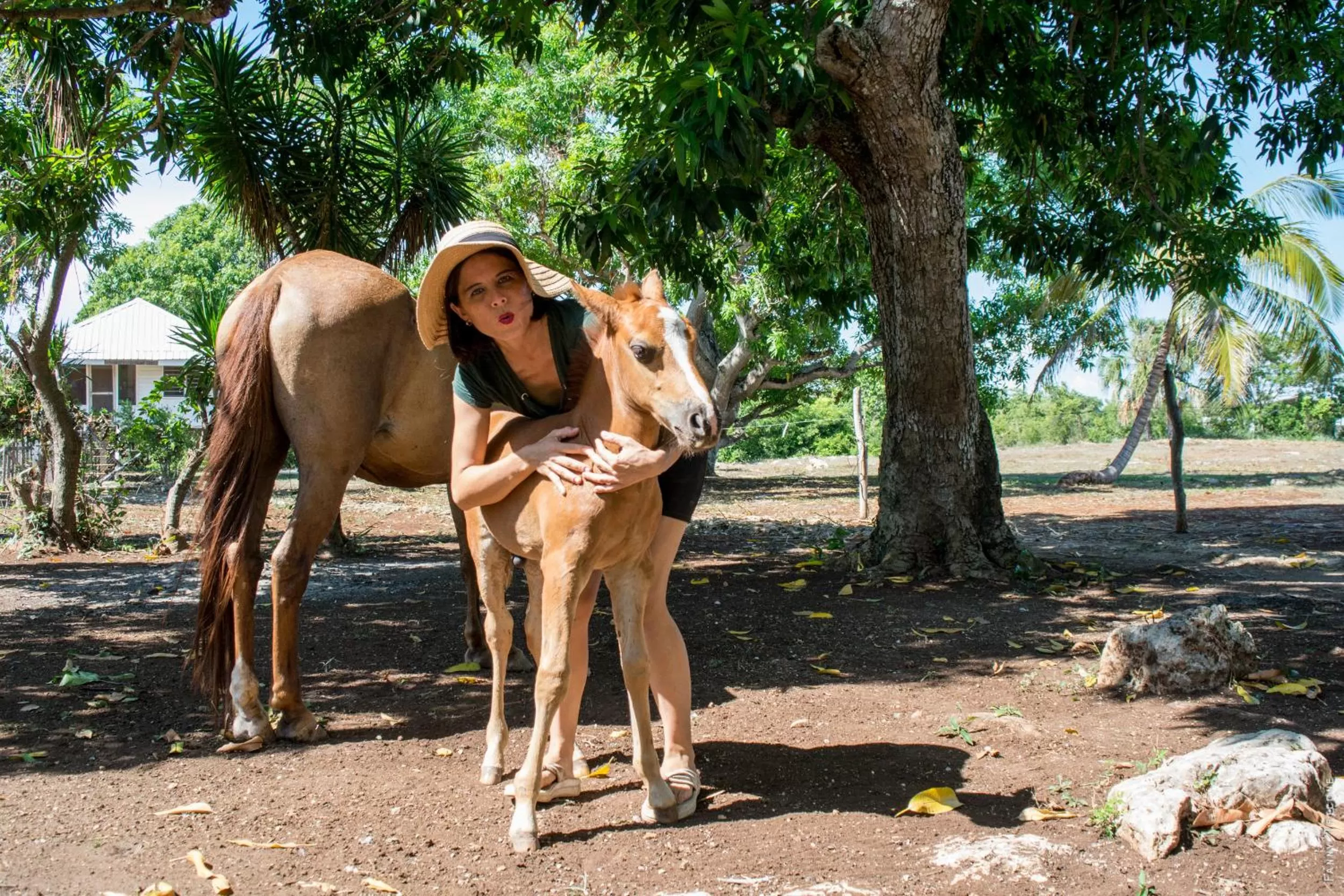 Horse-riding, Other Animals in Horse Cottage