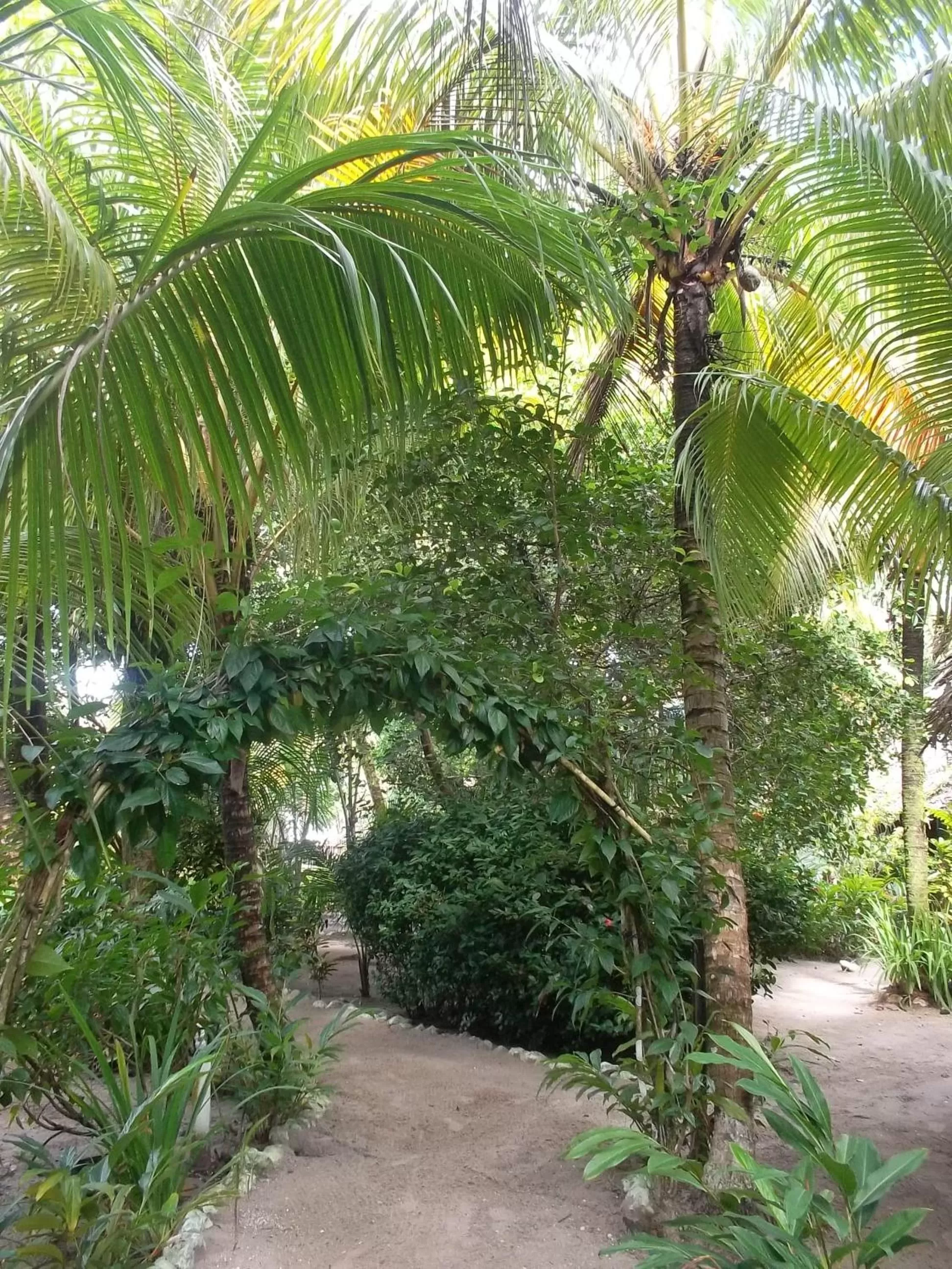 Garden in Hotel Salvador Gaviota