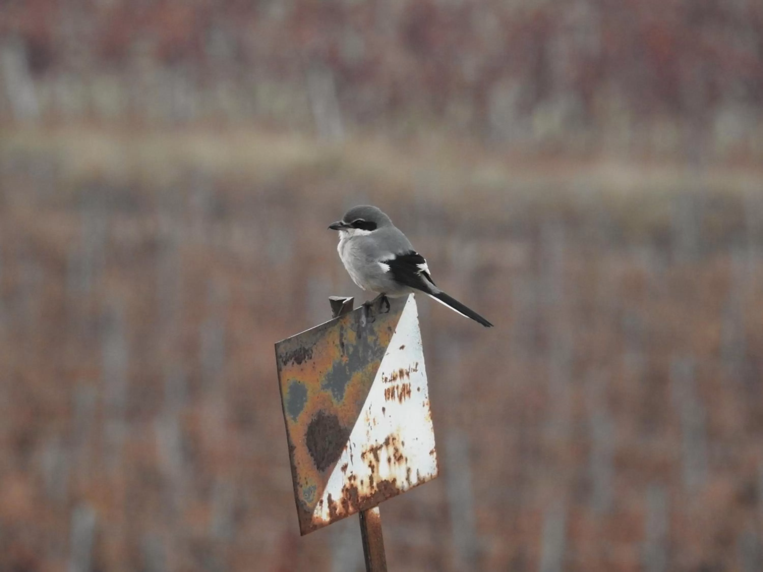 Activities in Finca El Romeral