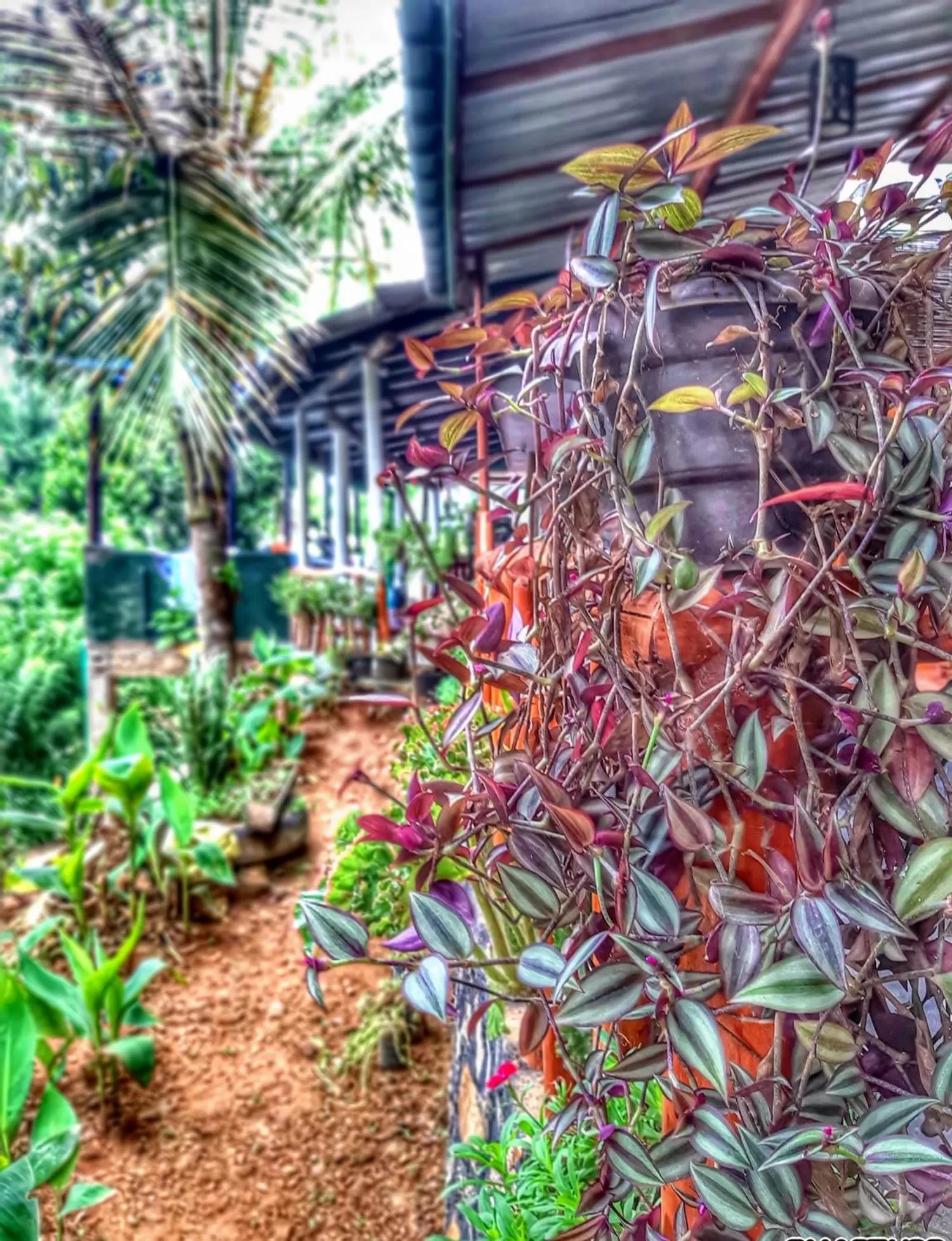 Garden view in Cozy Homestay Waterfall Road Ella