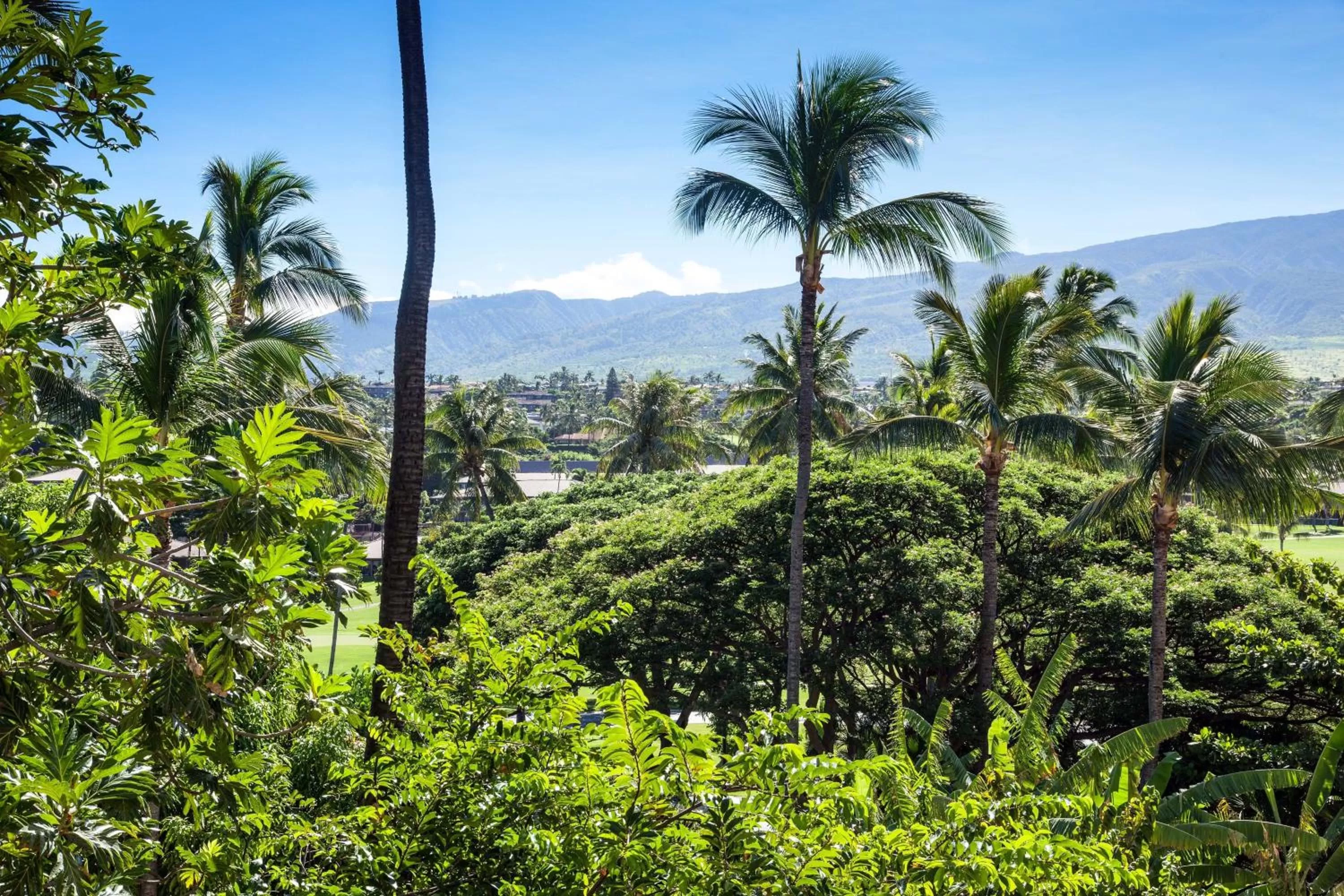 Photo of the whole room in Sheraton Maui Resort & Spa