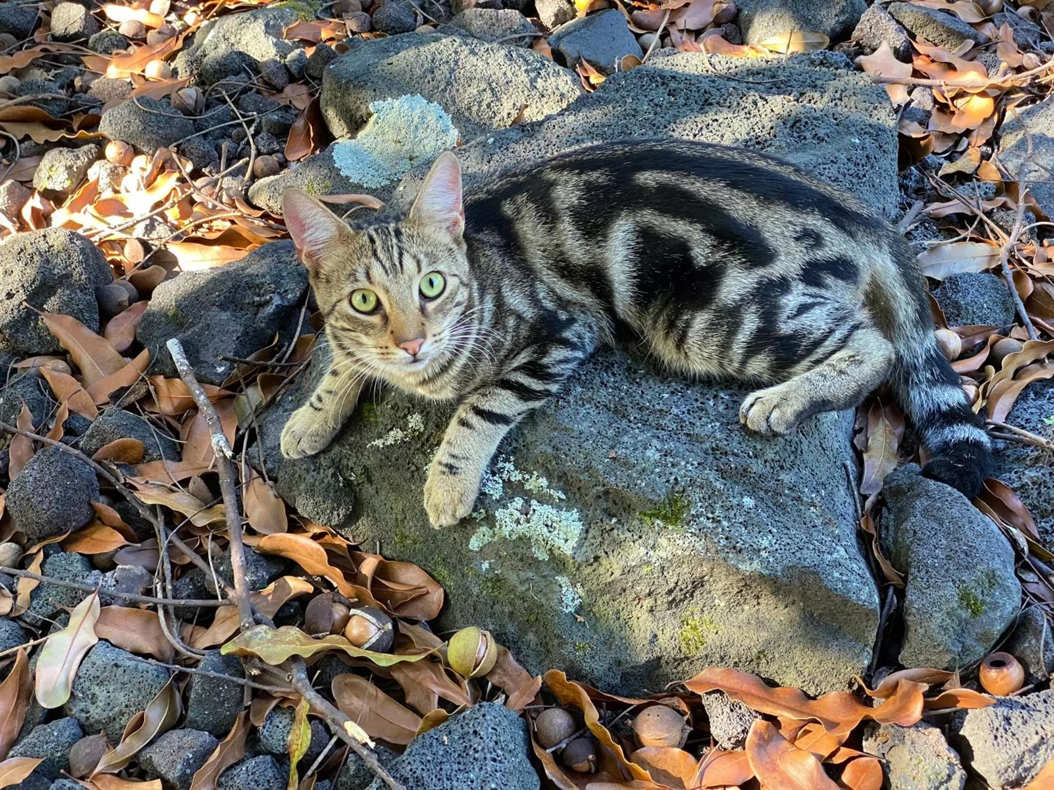 Other Animals in Kona Bayview Inn