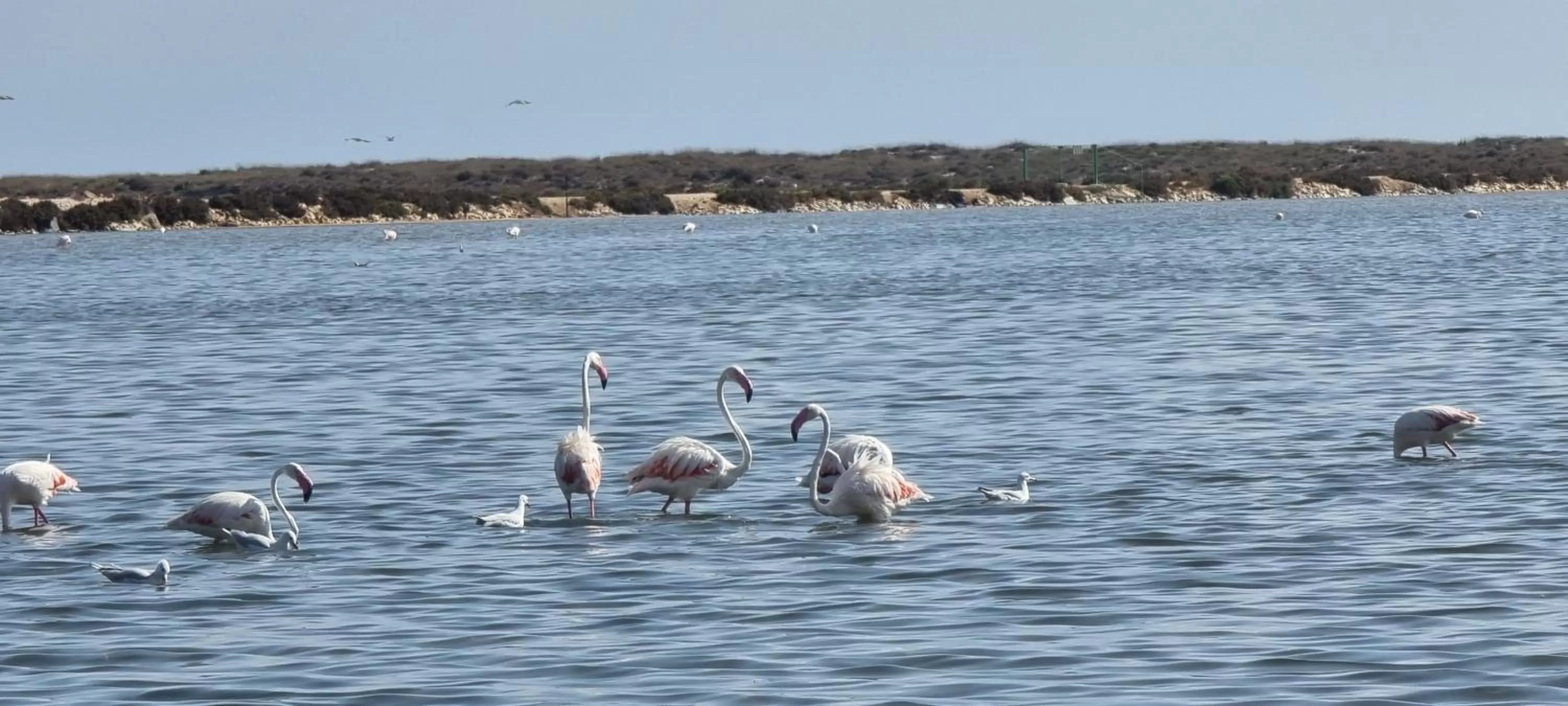 Other Animals in Hotel Arce