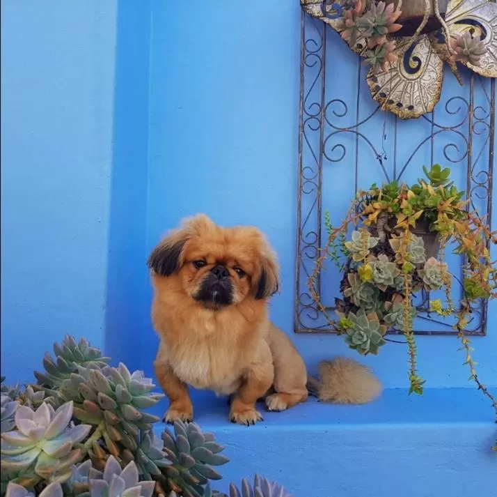 Pets in Umuzi Guest House