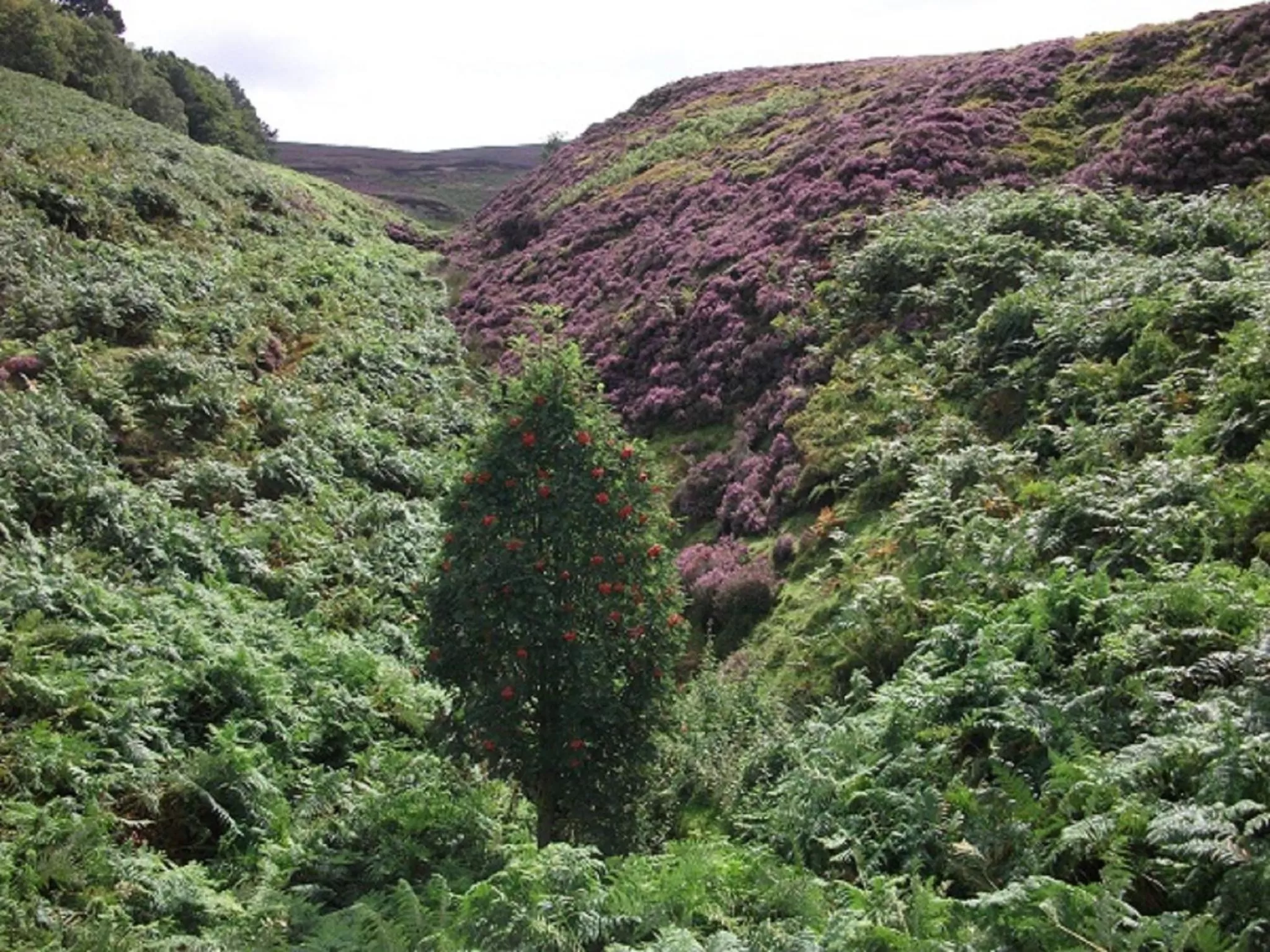 Summer in The Lantern Pike Inn