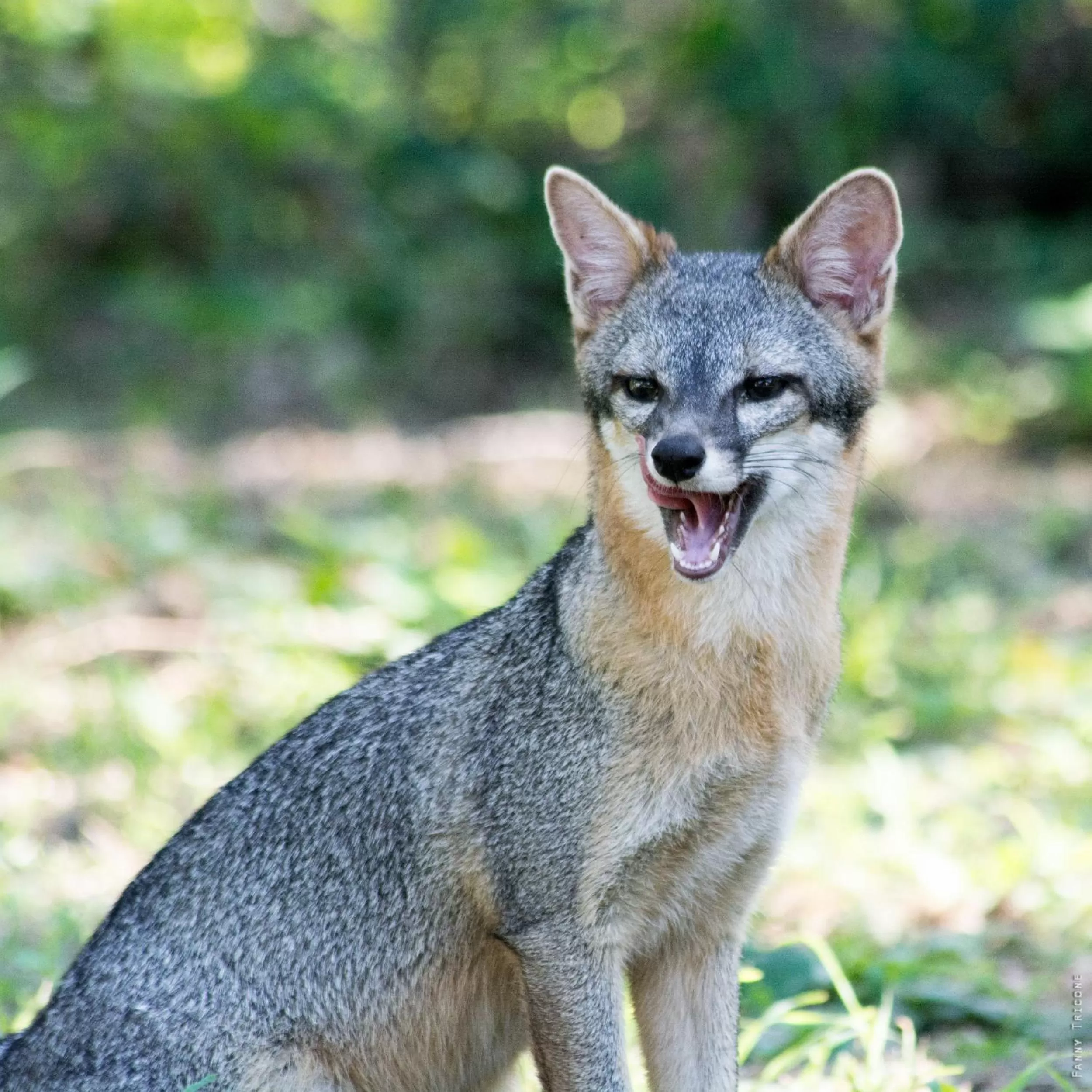 Animals, Other Animals in Horse Cottage