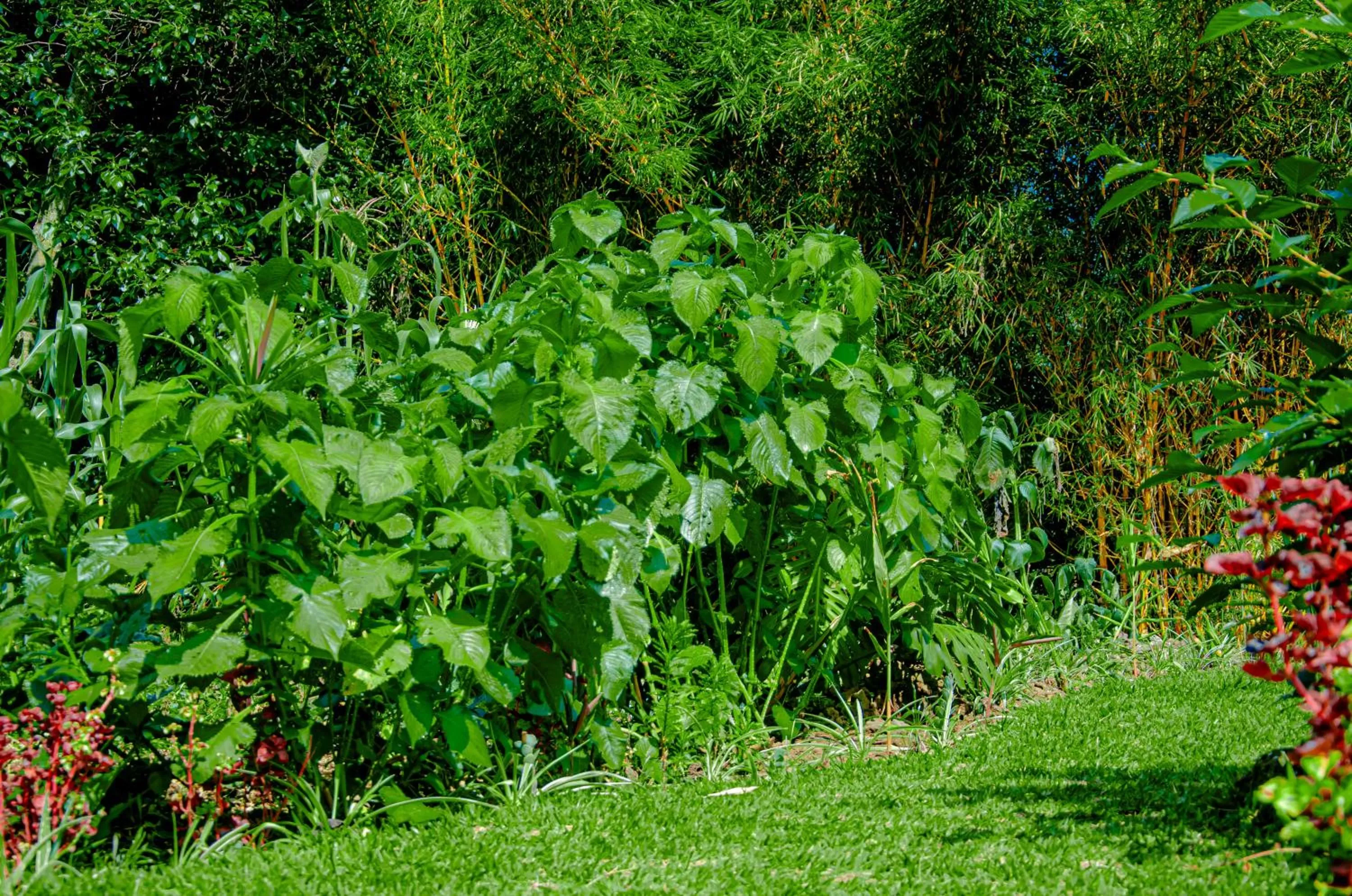 Garden in Fravan Eco Resort By Apogee