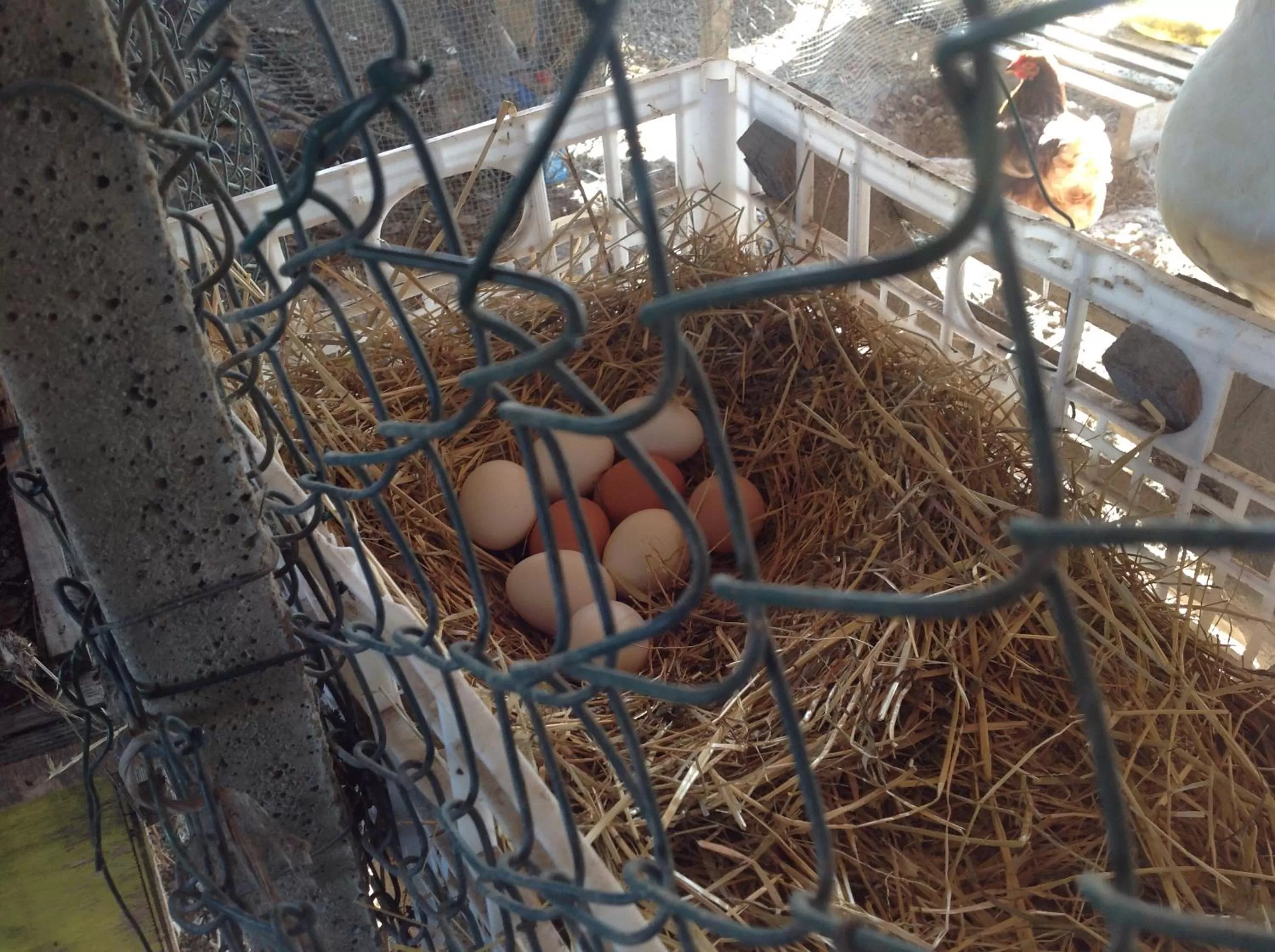 Pets in B&B Lattemiele