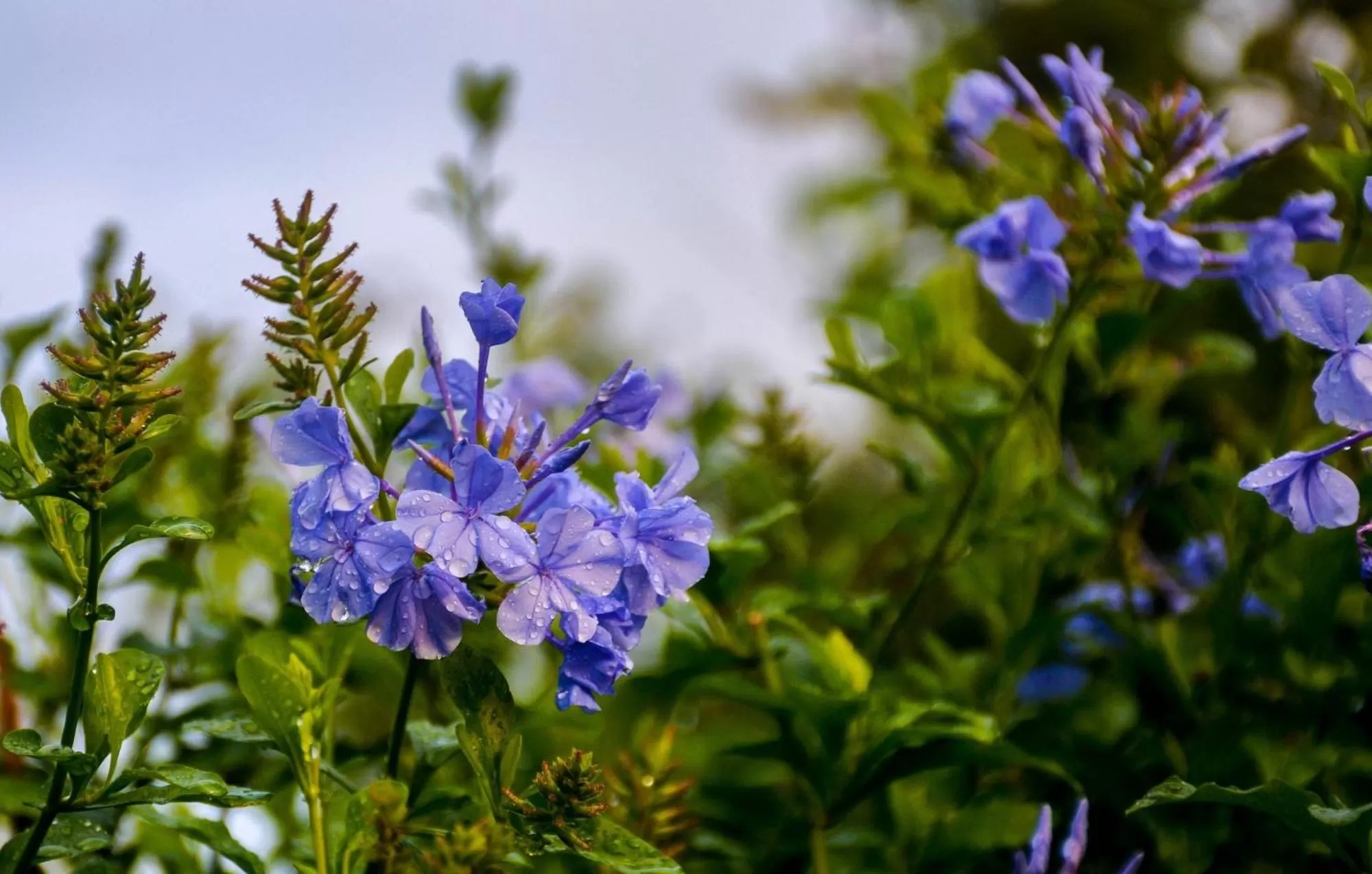 Garden in Elegant Hotel