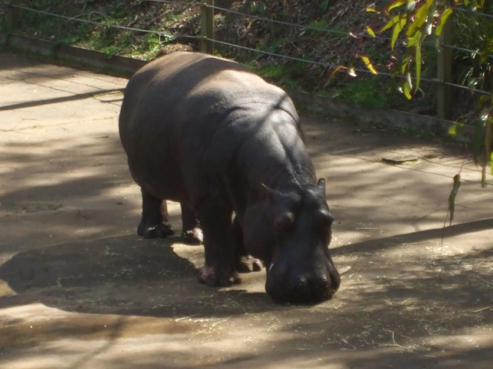 Animals in Atlas Motel