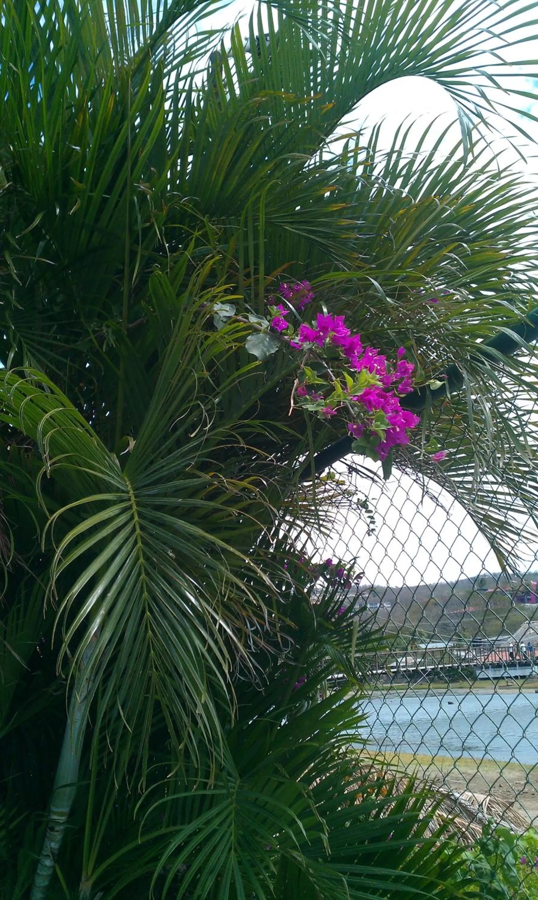 Garden in HC Liri Hotel