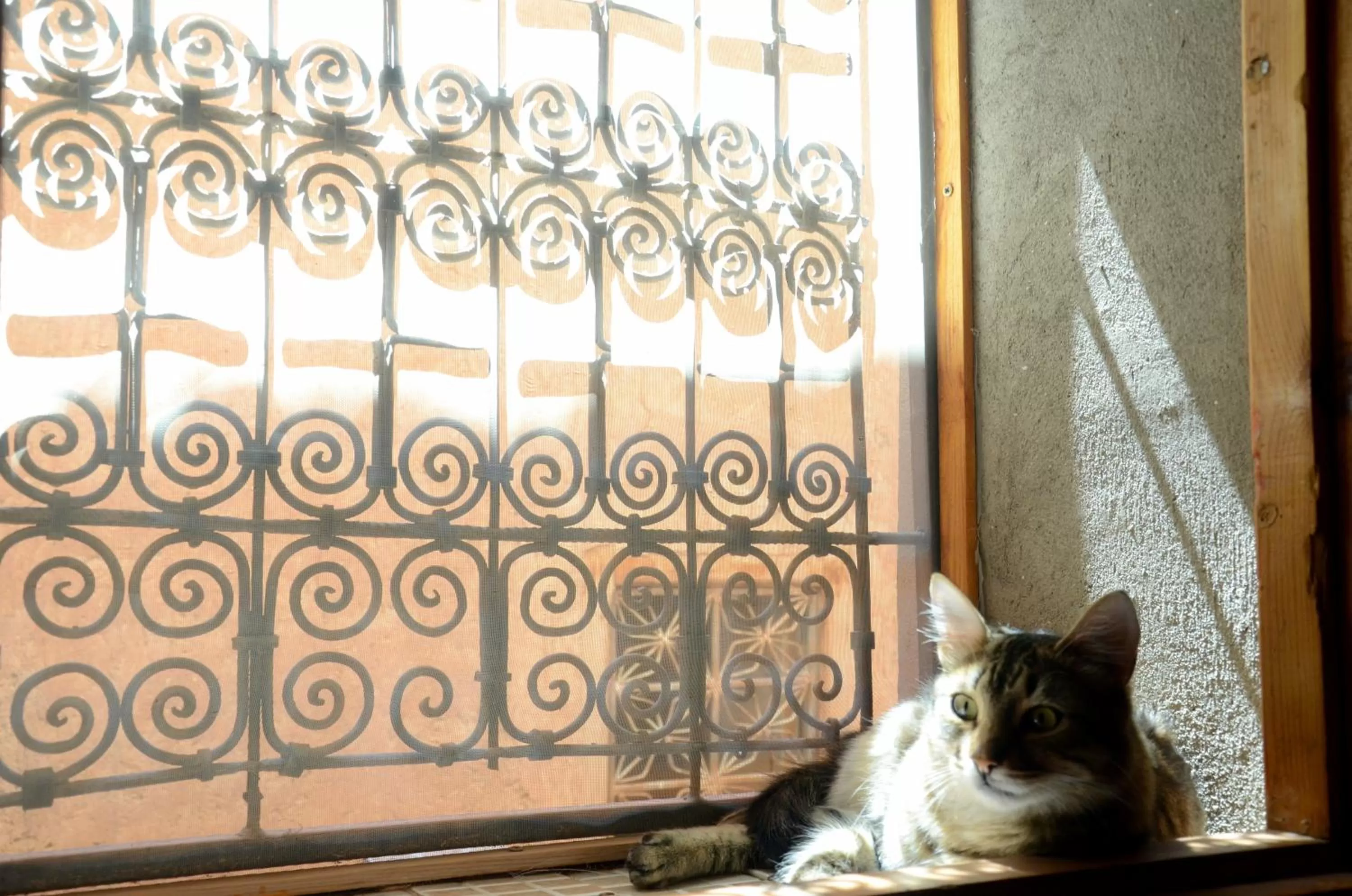 Pets in Maison d'hôtes Dar El Nath