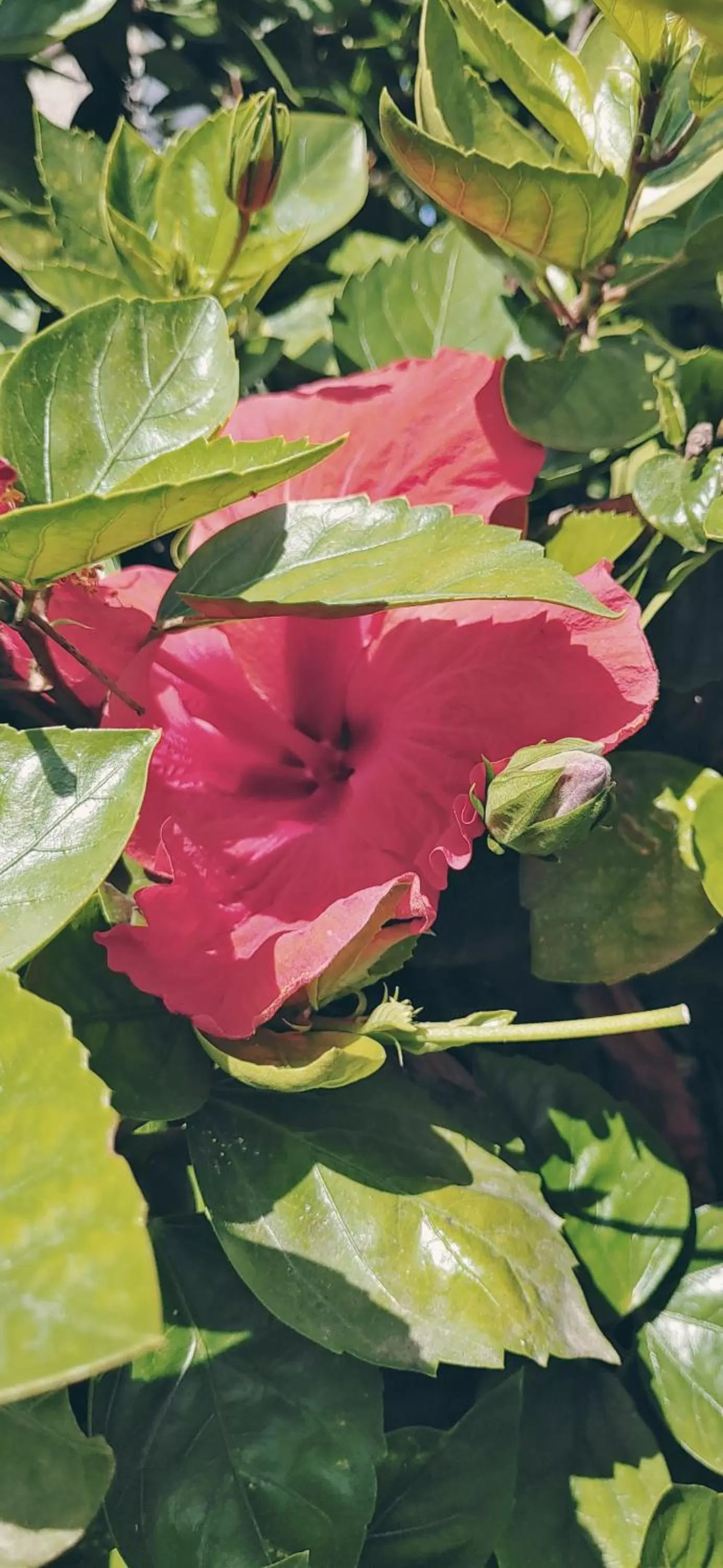 Garden in Casa Flamingo